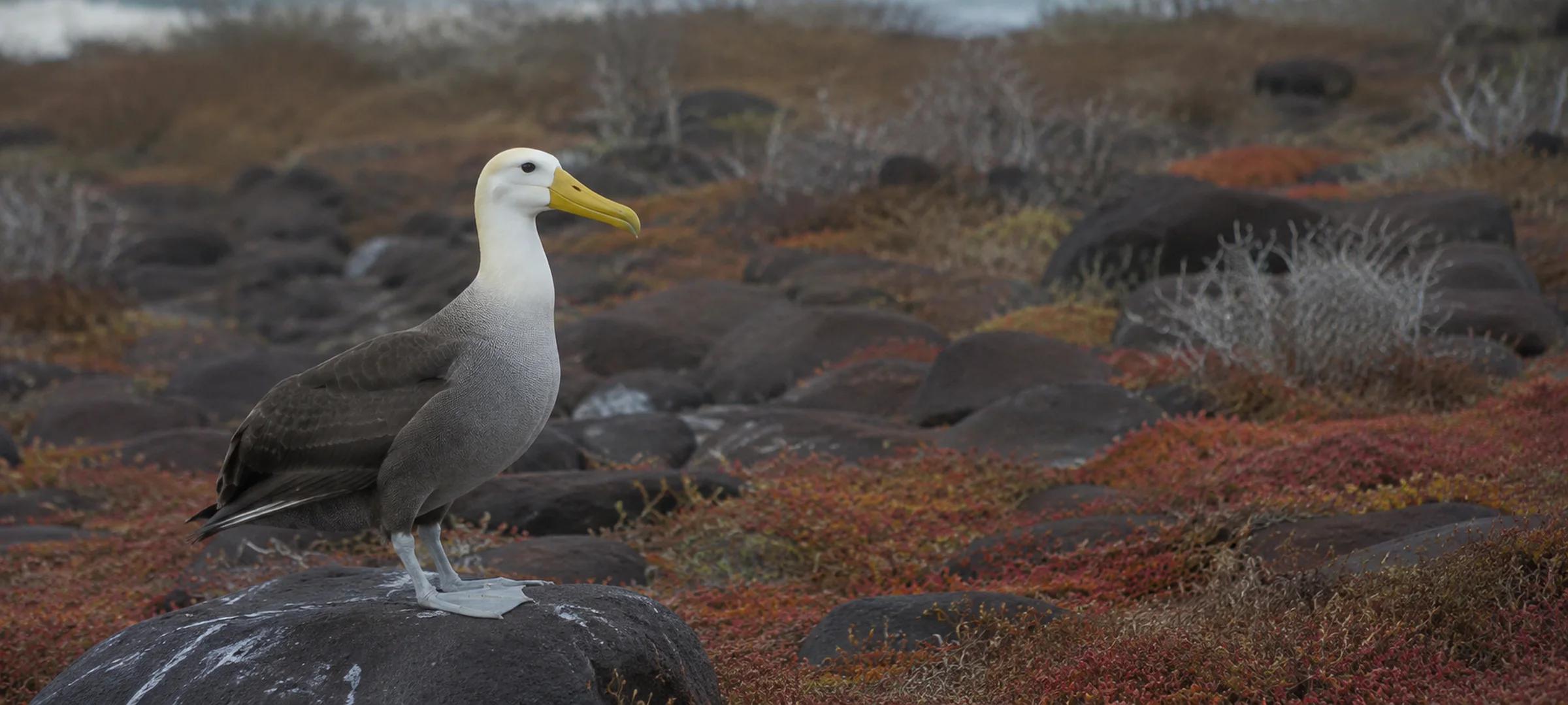 The Galápagos Islands
