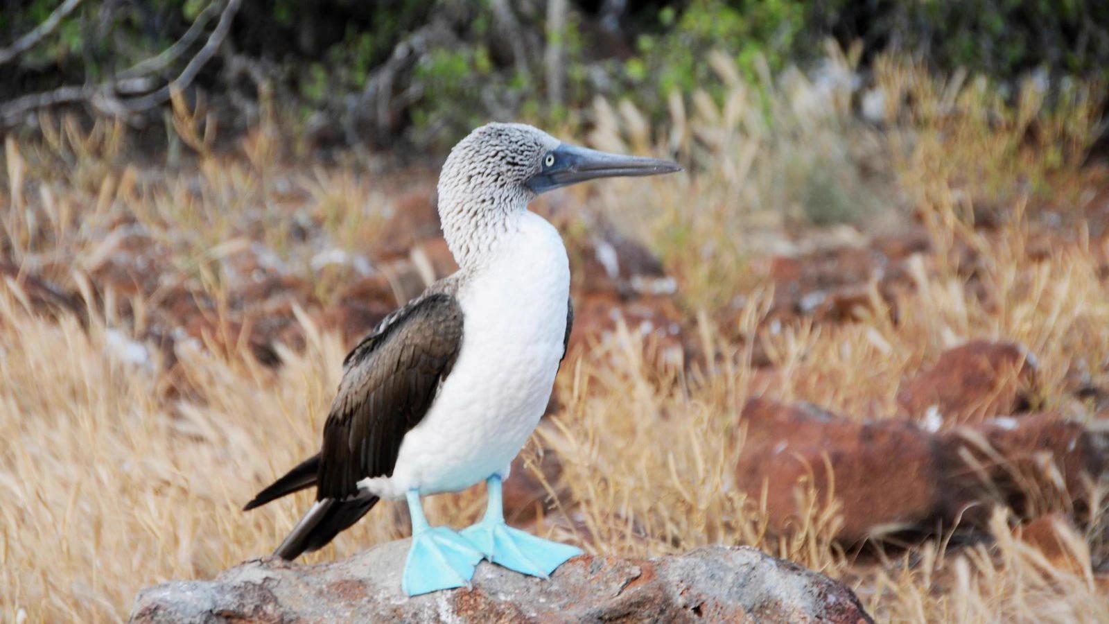 Kicker Rock Tour, Gallery