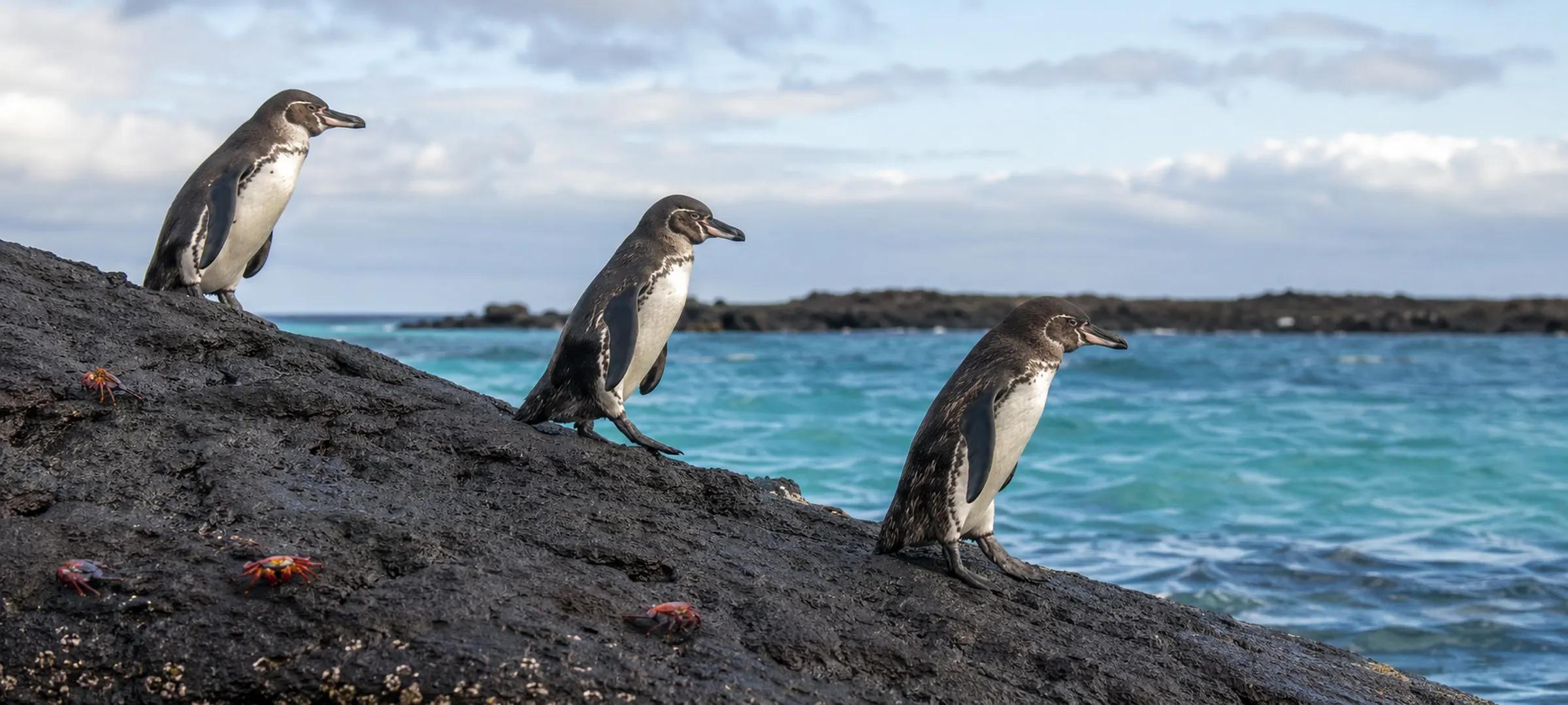 The Galápagos Islands