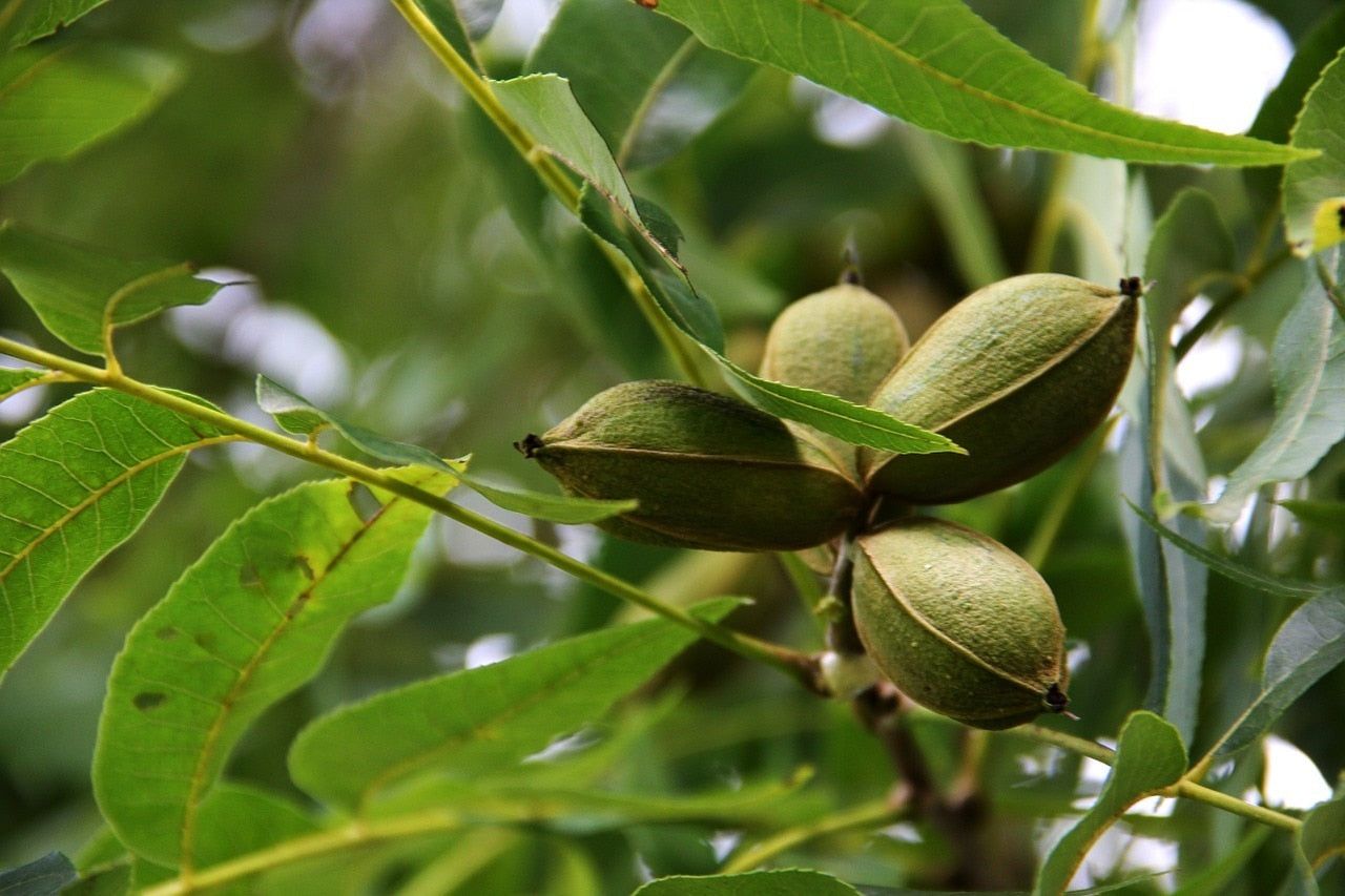 Pecans, America’s Only Native Nut: A Brief History
