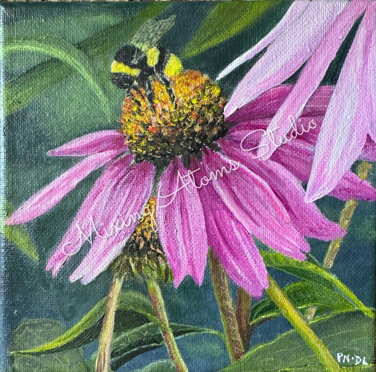 Coneflower
