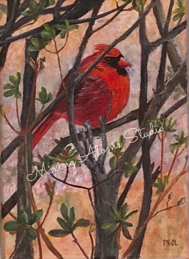 Male Cardinal