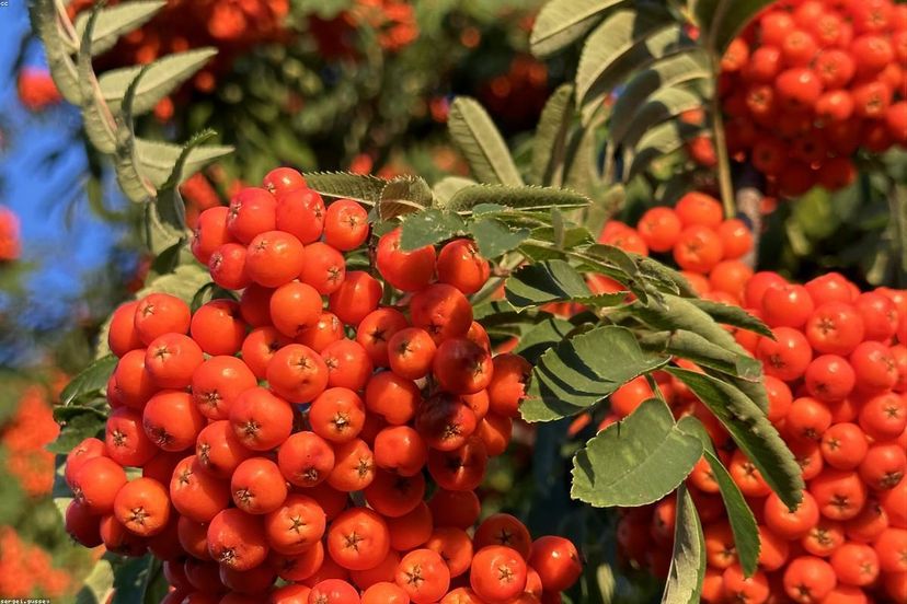 Fruta fresca variada