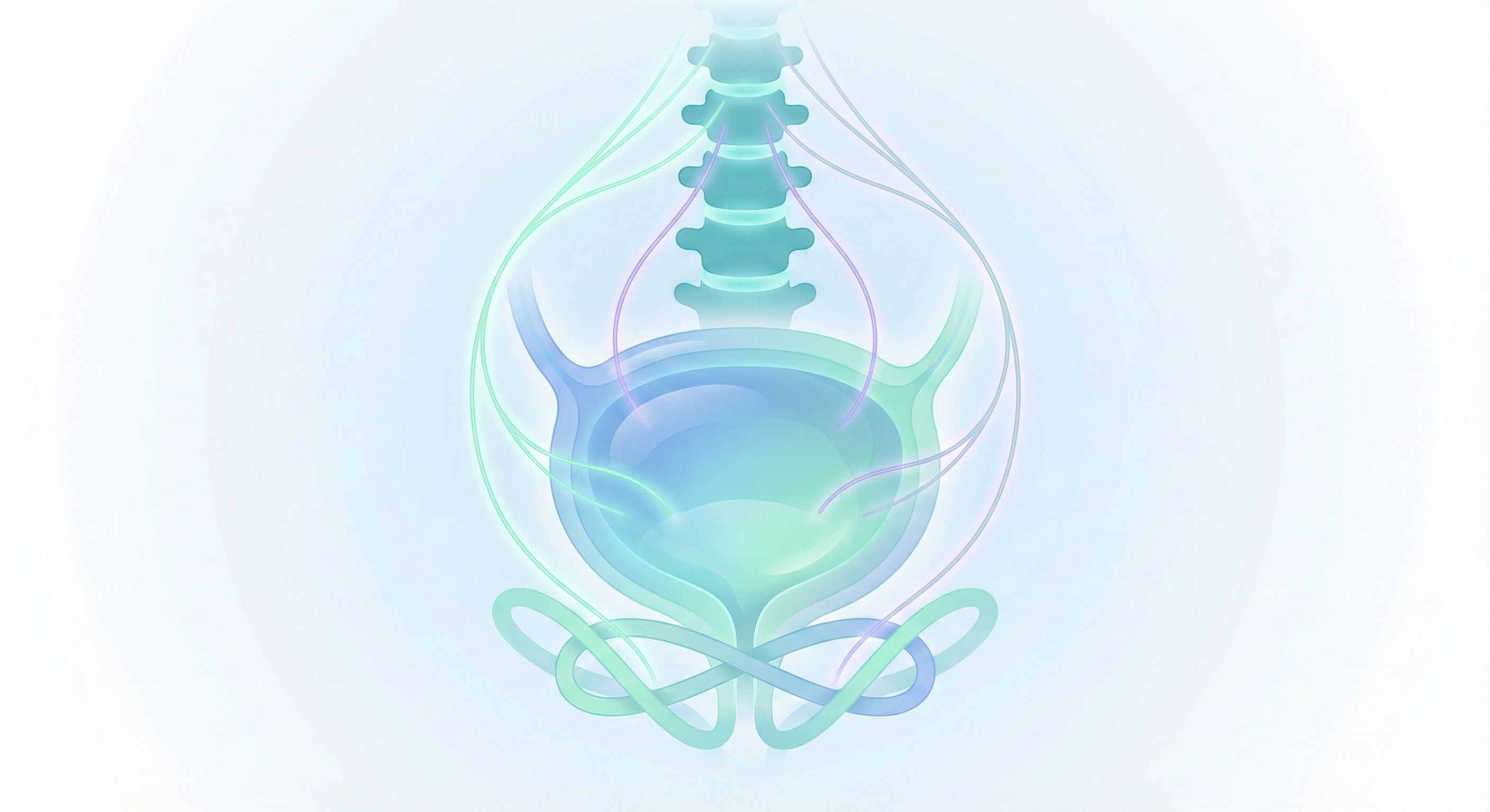 An abstract, semi-realistic medical illustration depicting the bladder and its nerve pathways. The bladder is formed by layered, translucent turquoise and soft blue volumes, conveying its three-dimensional structure without specific internal anatomical details. Delicate, glowing nerve pathways emerge from the bladder: A-delta fibres are represented as thin green lines, and C-fibres as subtle purple lines. These nerve lines converge upwards towards an abstract spinal column, which appears as stacked rounded segments. Gentle dots are integrated along the nerve pathways, indicating synaptic markers. Beneath the bladder, the pelvic floor is suggested by interwoven mint-colored curves. The entire illustration features smooth, gel-like shading with crisp edges and is set against a soft radial blue gradient background, adhering to GGO Med's mint-teal-blue palette, calm, and modern style. No anatomical details of the urethra or genital structures are shown.