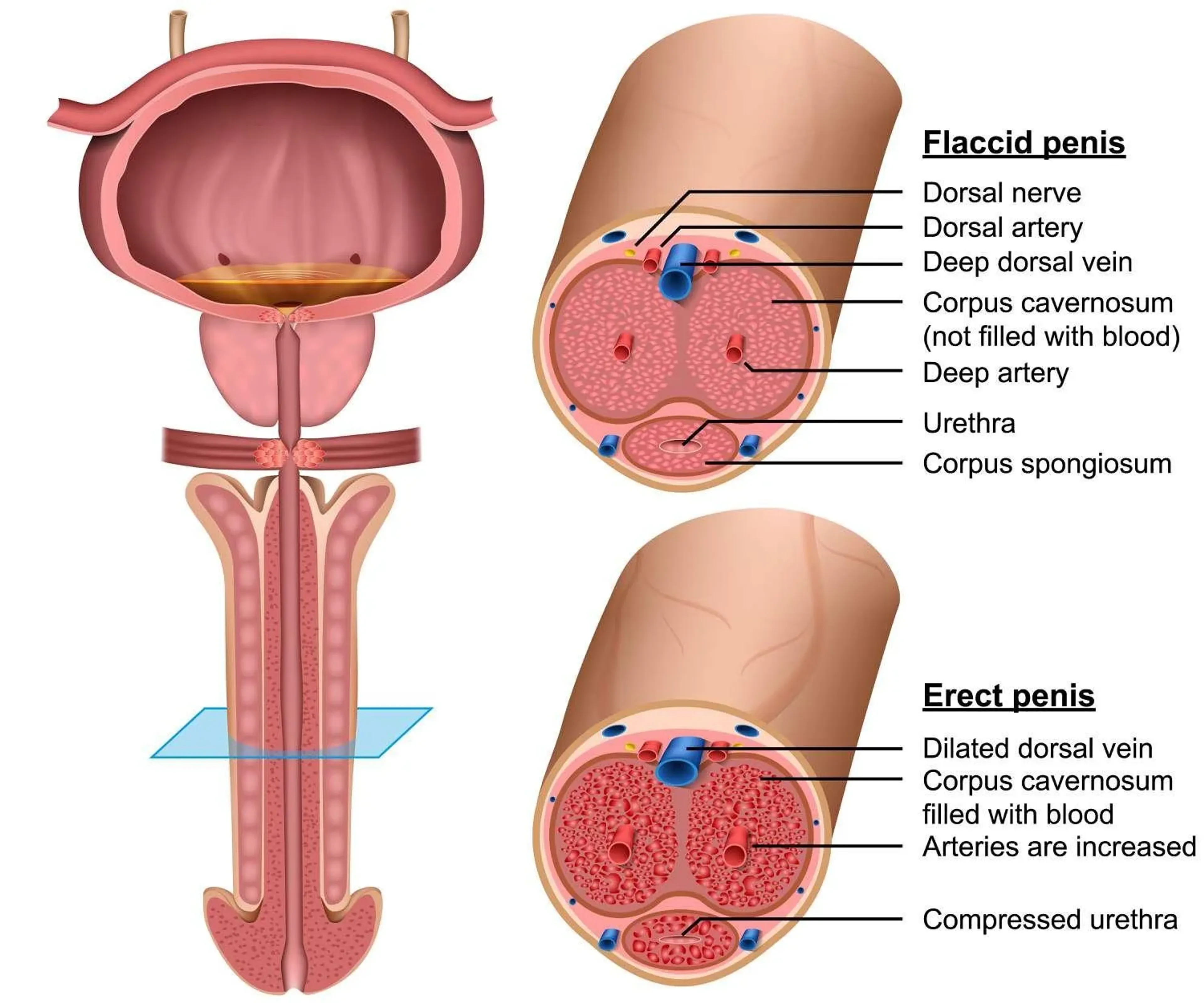 Detailed 3D cross-section showing vascular and structural changes during an erection, including arterial dilation and venous compression.