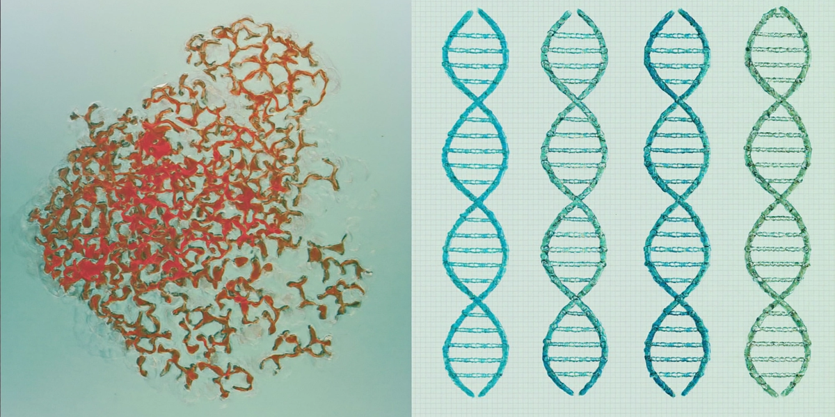 DNA Fragmentation