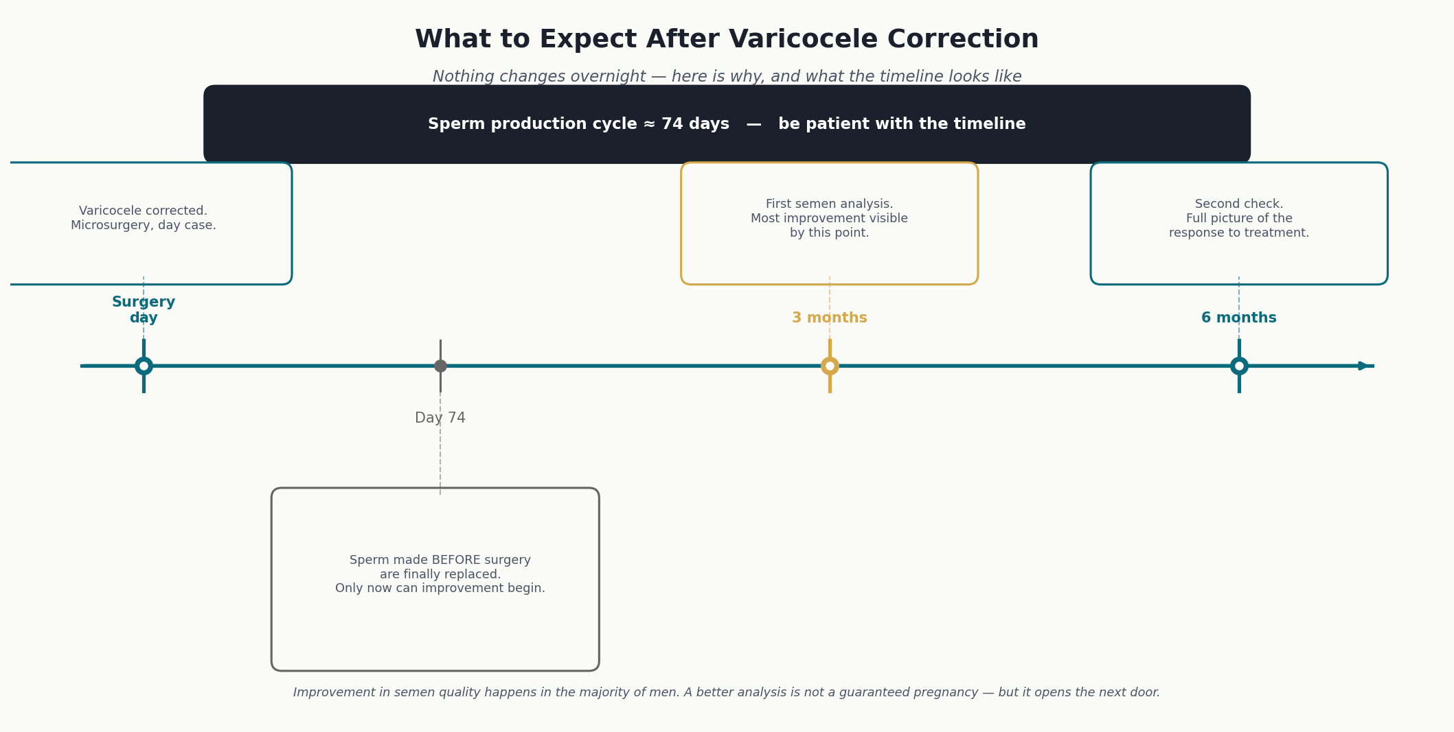 Recovery timeline after varicocele correction: surgery day, day 74 sperm cycle, 3-month semen analysis, 6-month check