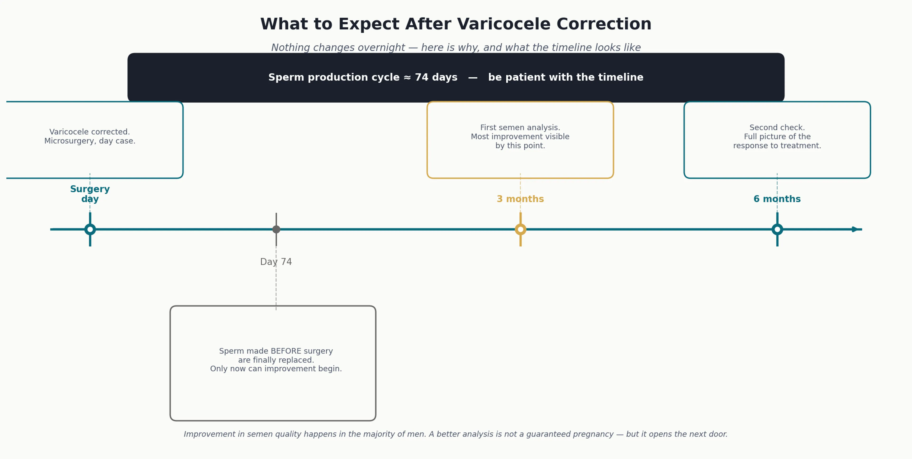 Recovery timeline after varicocele correction: surgery day, day 74 sperm cycle, 3-month semen analysis, 6-month check