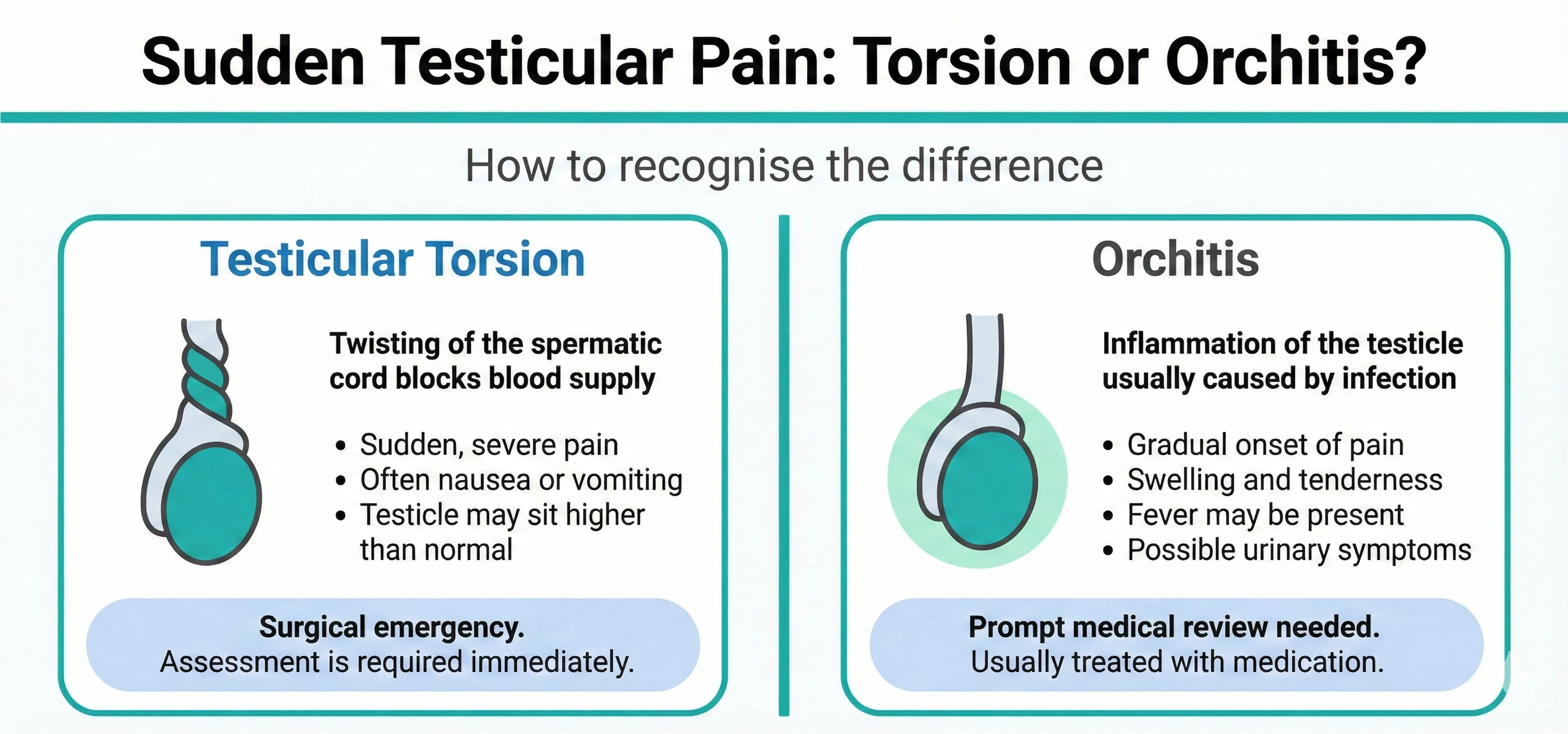 Infographic comparing testicular torsion and orchitis side by side, showing mechanism diagrams, symptoms and urgency, highlighting torsion as a surgical emergency.