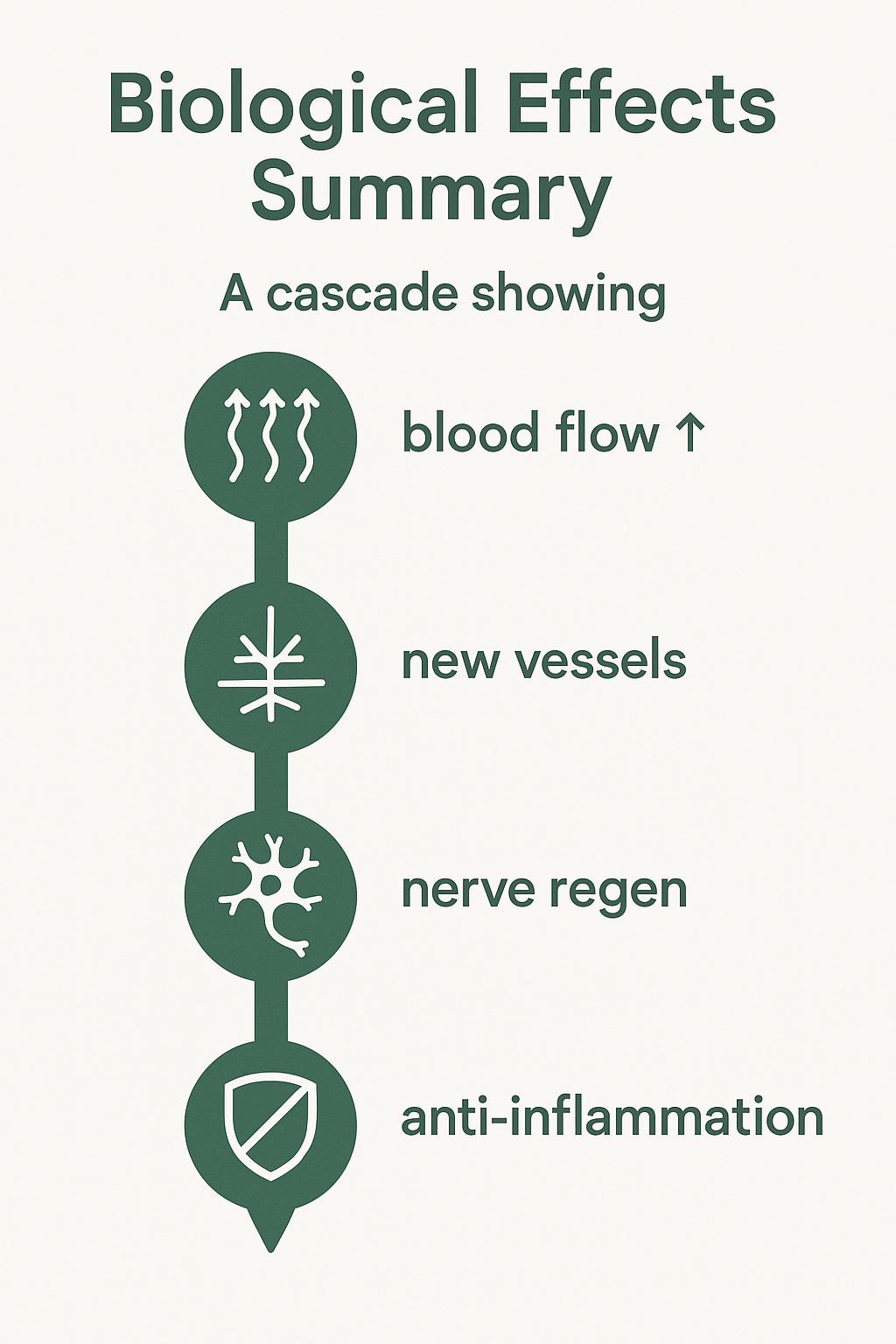 Improved blood flow, nerve regeneration and vessel growth — Li-ESWT works by triggering a biological cascade.
