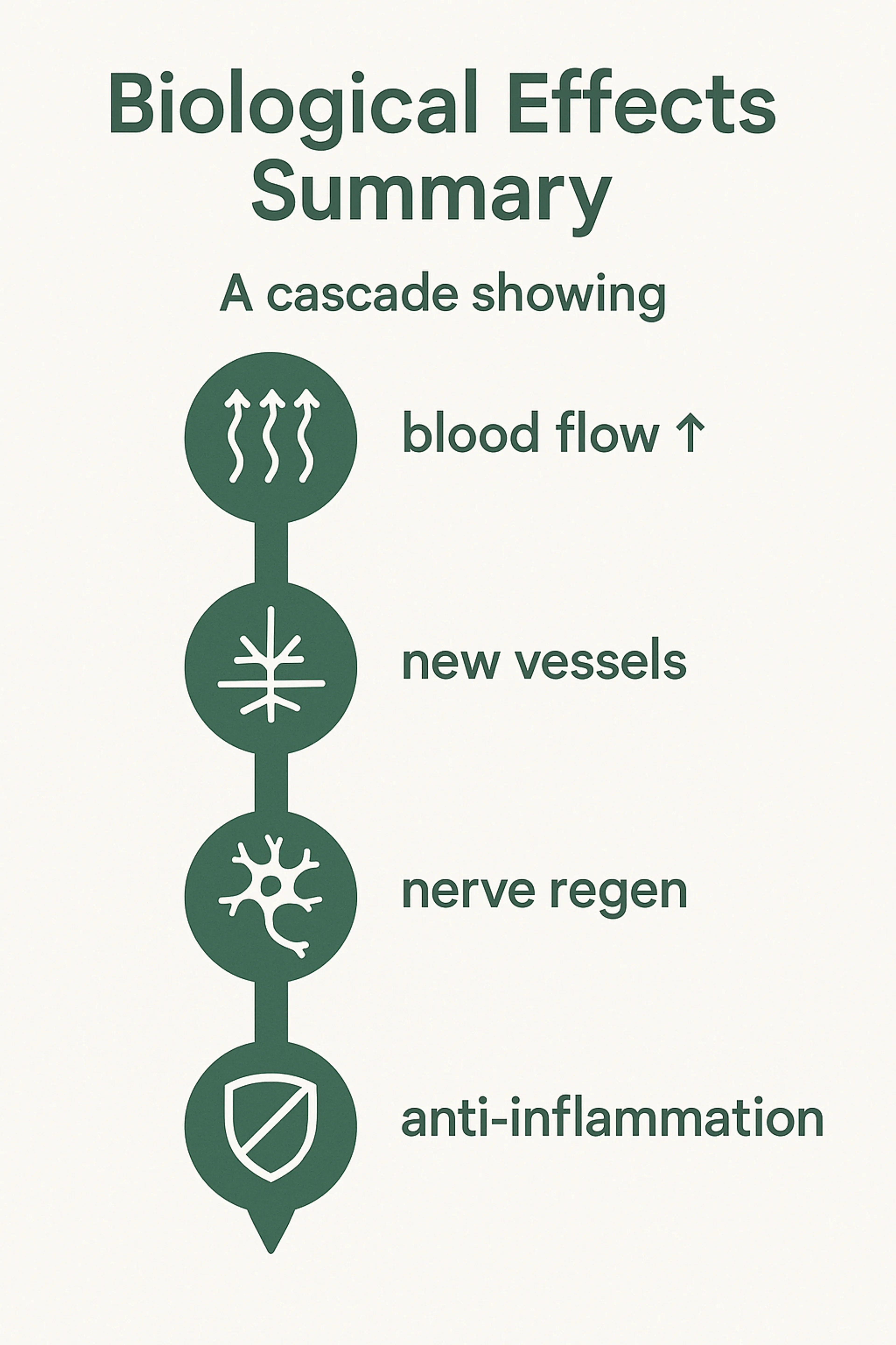 Improved blood flow, nerve regeneration and vessel growth — Li-ESWT works by triggering a biological cascade.