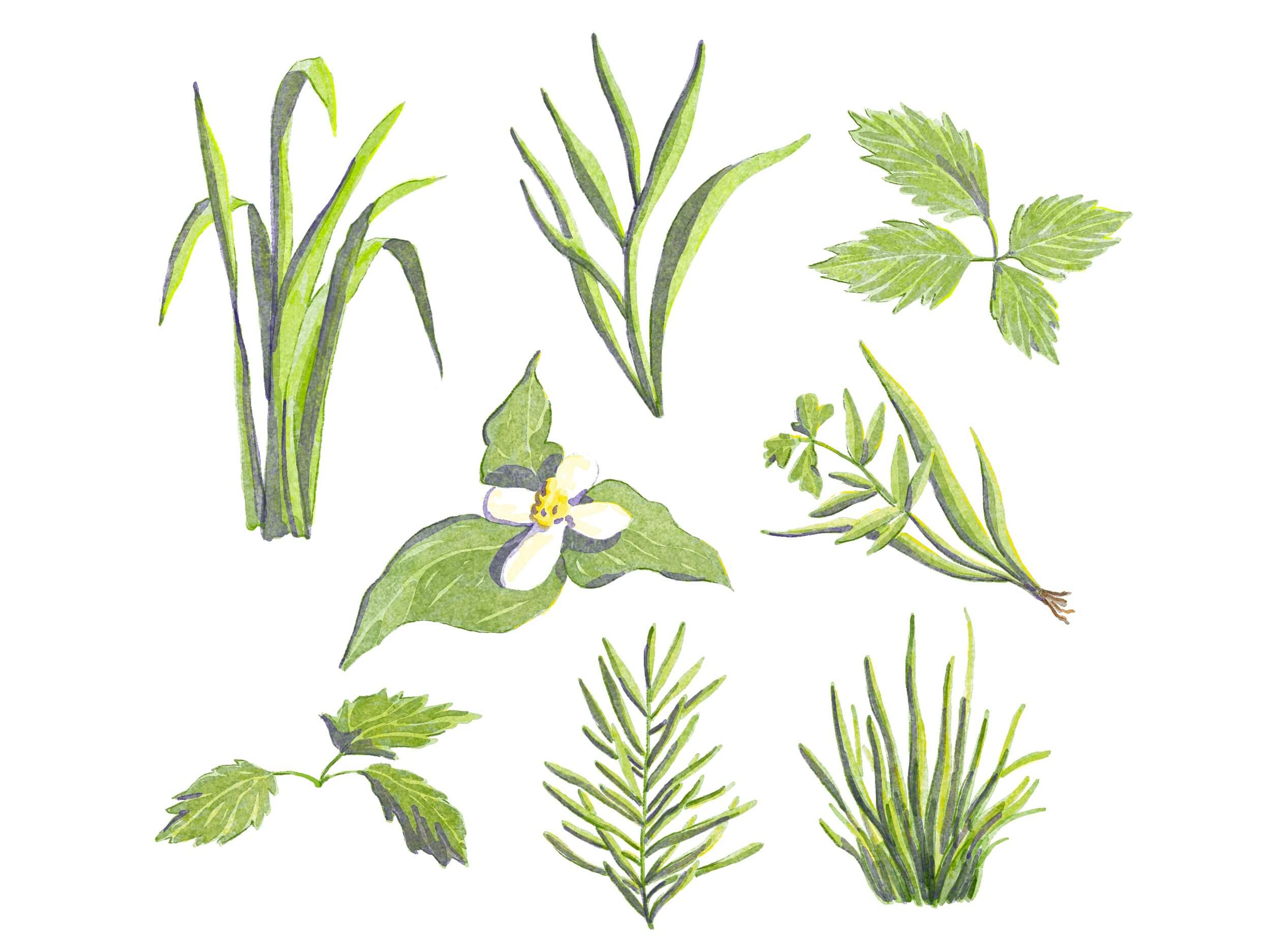 除草カタログ gallery 7