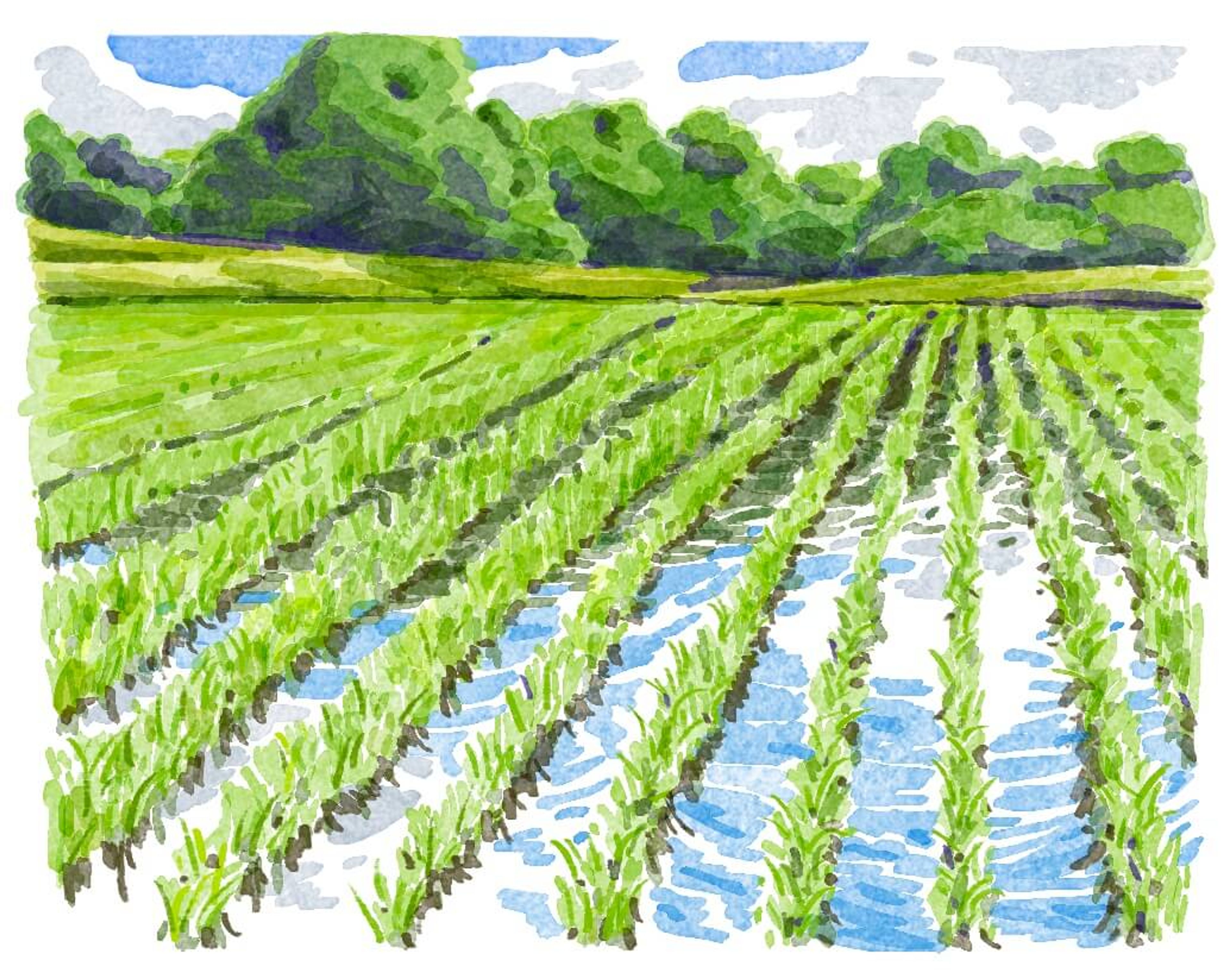 除草カタログ gallery 13