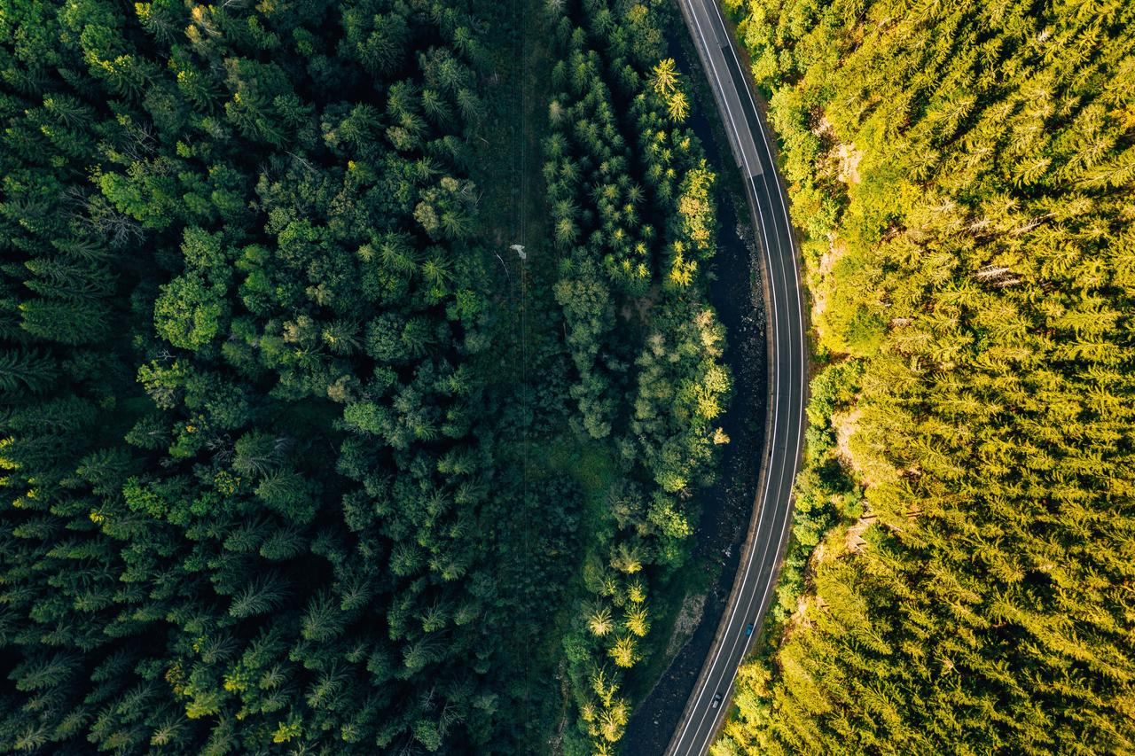Flyfoto av tett skog med en landevei som går igjennom.