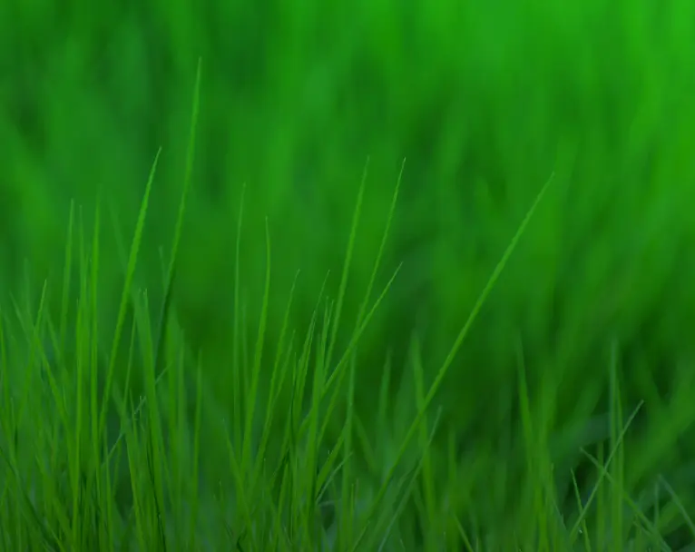 ไม่รู้จะเริ่มปูหญ้าเทียมยังไง