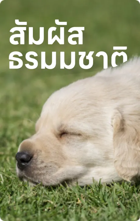 เราคัดสรรพันธุ์หญ้าที่แข็งแรง ทนทานต่อสภาพอากาศไทย ดูแลง่าย เหมาะสำหรับทุกพื้นที่ ไม่ว่าจะเป็นสนามหญ้าหน้าบ้าน สวนหลังบ้าน หรือพื้นที่สีเขียวในองค์กร