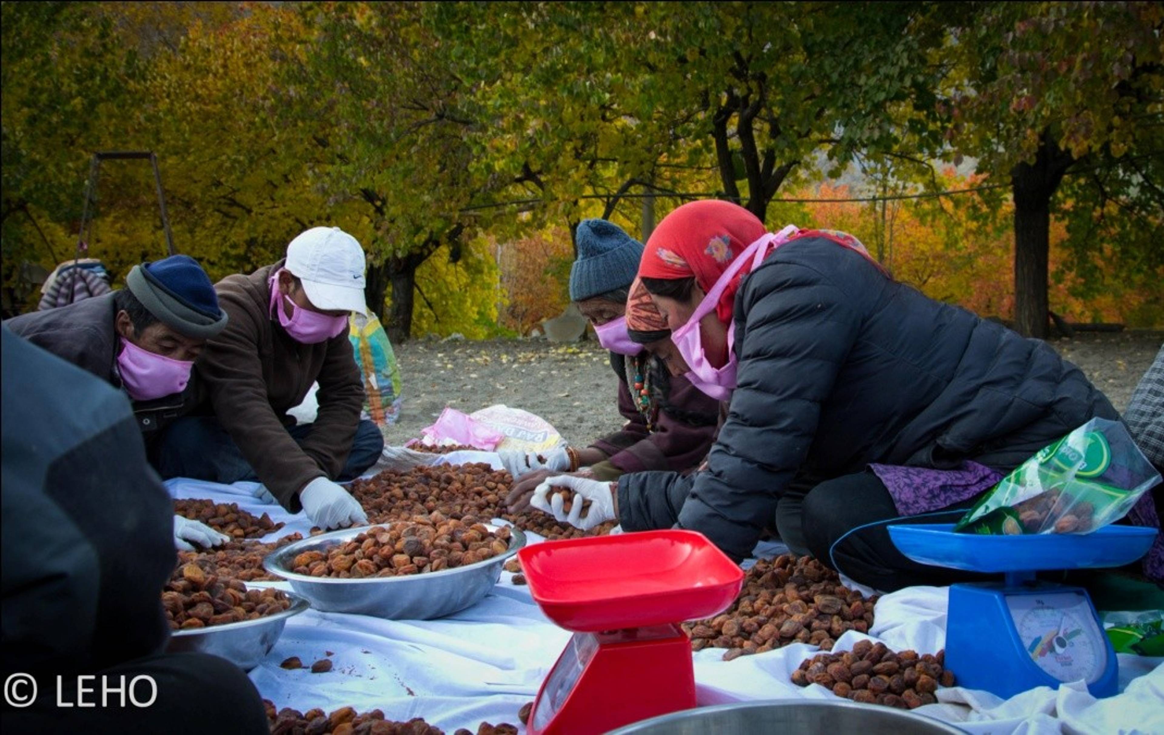Community members grading and packaging dried apricots for market, supported by LEHO local food production initiative.