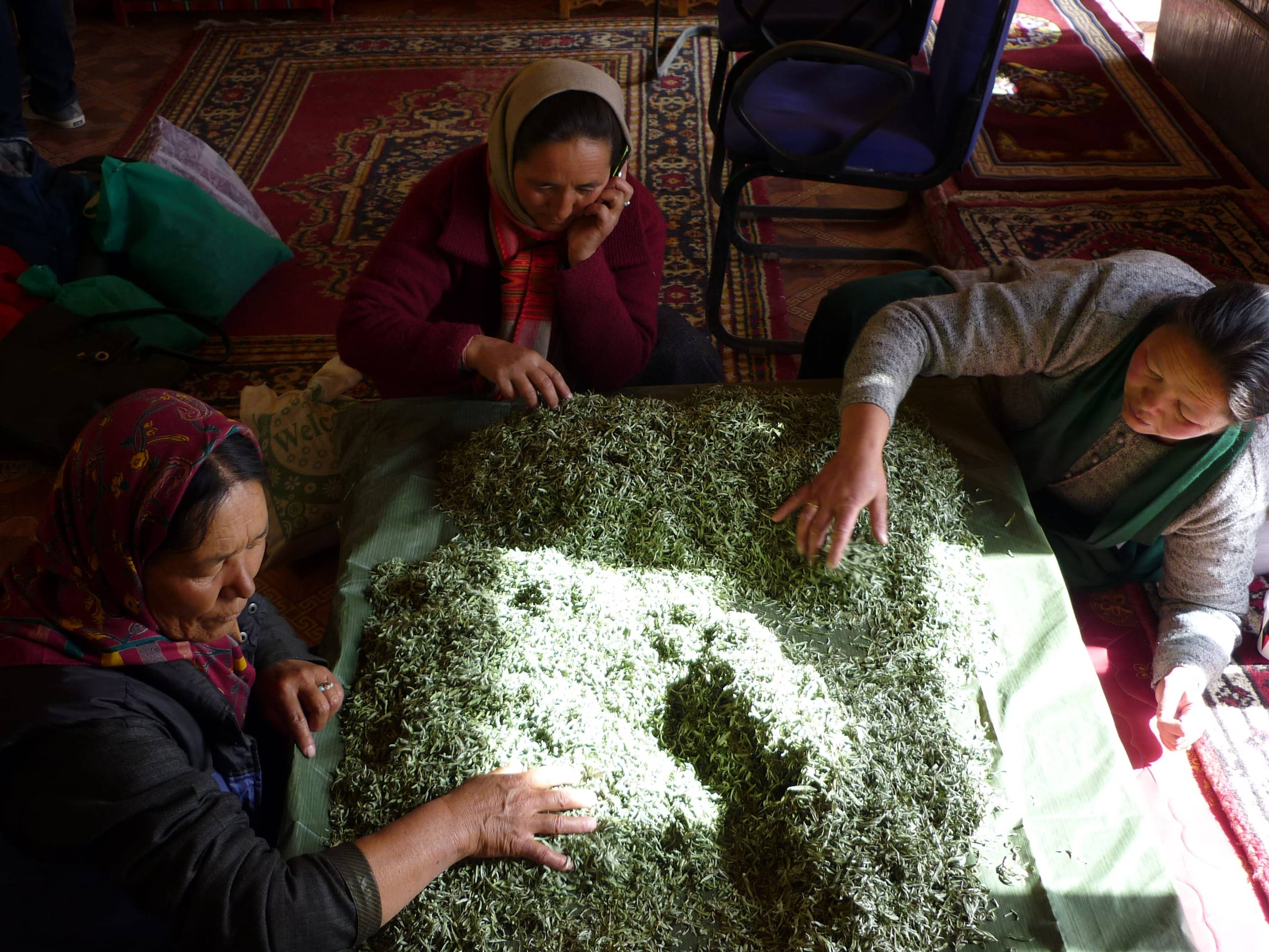 Women spreading and sorting seabuckthorn leaves for tea preparation, indoors in a Ladakhi home.