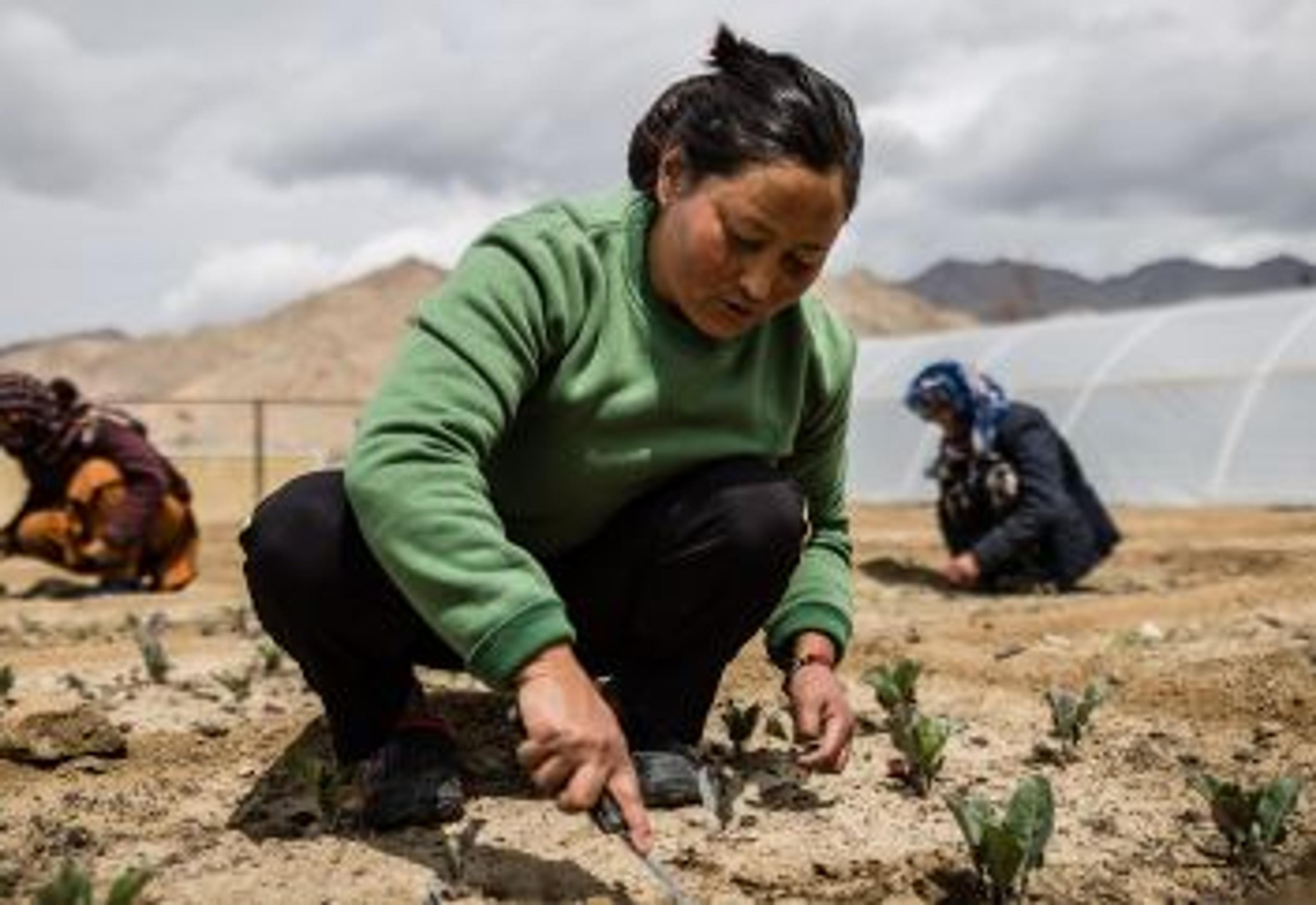 Organic Farming