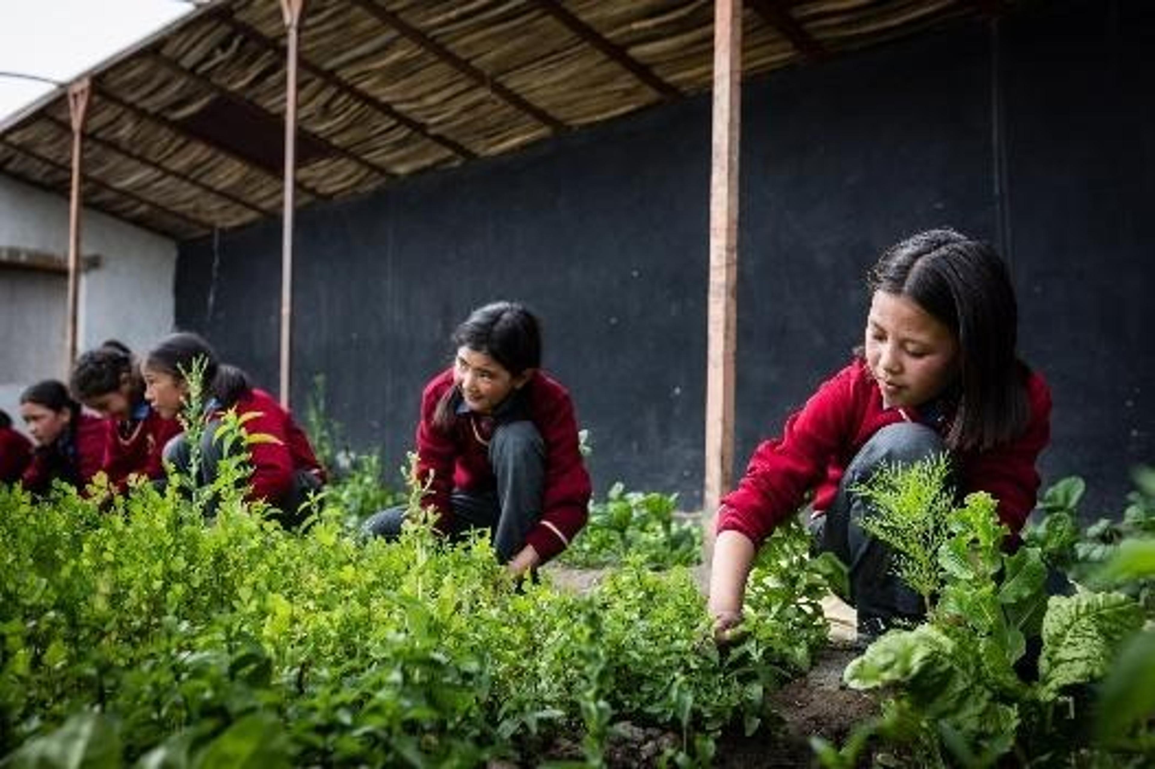 Schoolgirls tending to leafy vegetables growing inside a greenhouse garden.