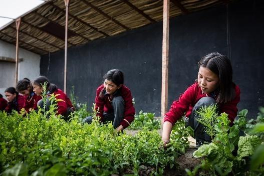 Schoolgirls tending to leafy vegetables growing inside a greenhouse garden.