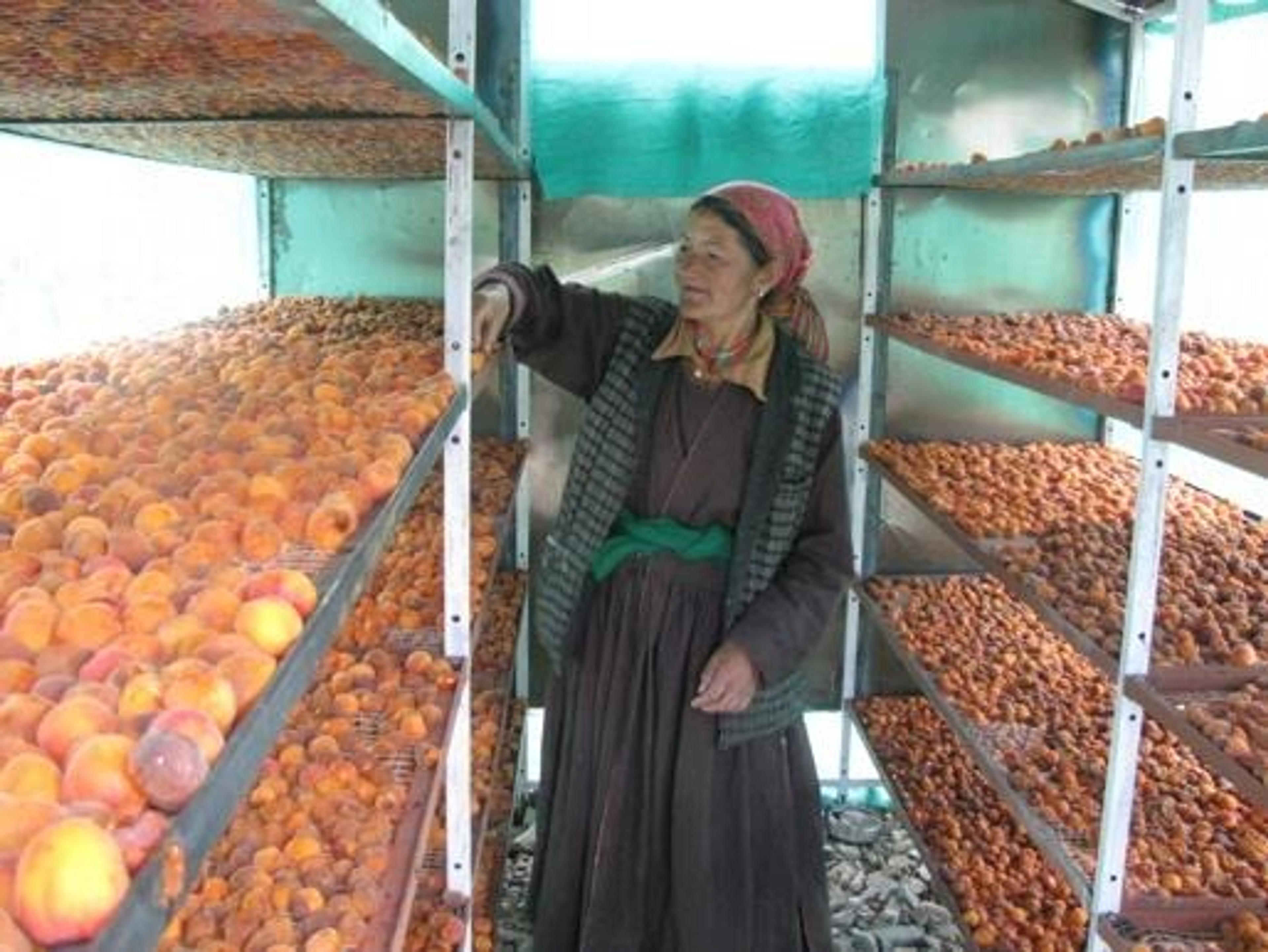 Woman standing among trays of apricots drying on racks inside a solar dryer.