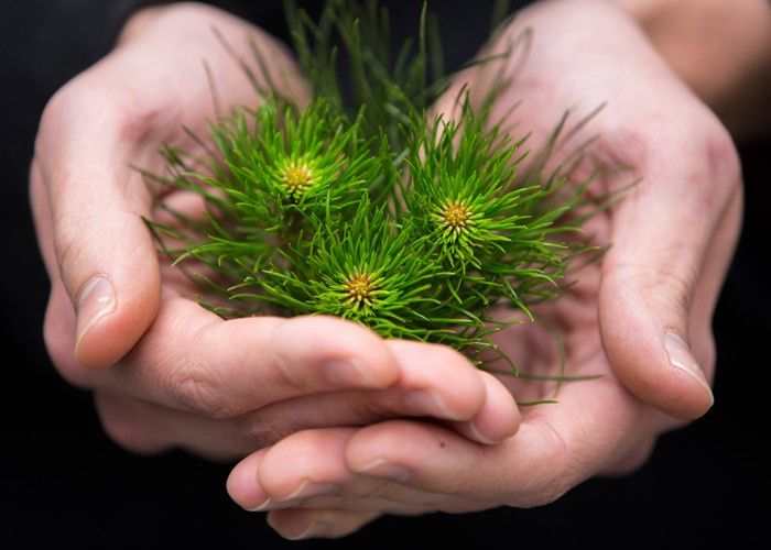 Pines on people's hands