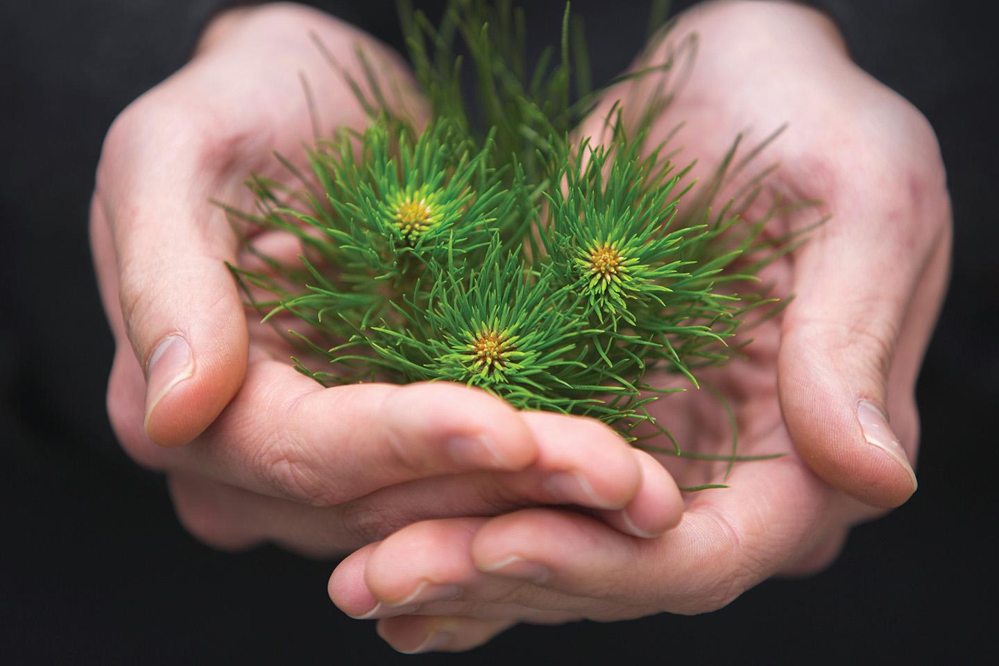 Hands and seedlings