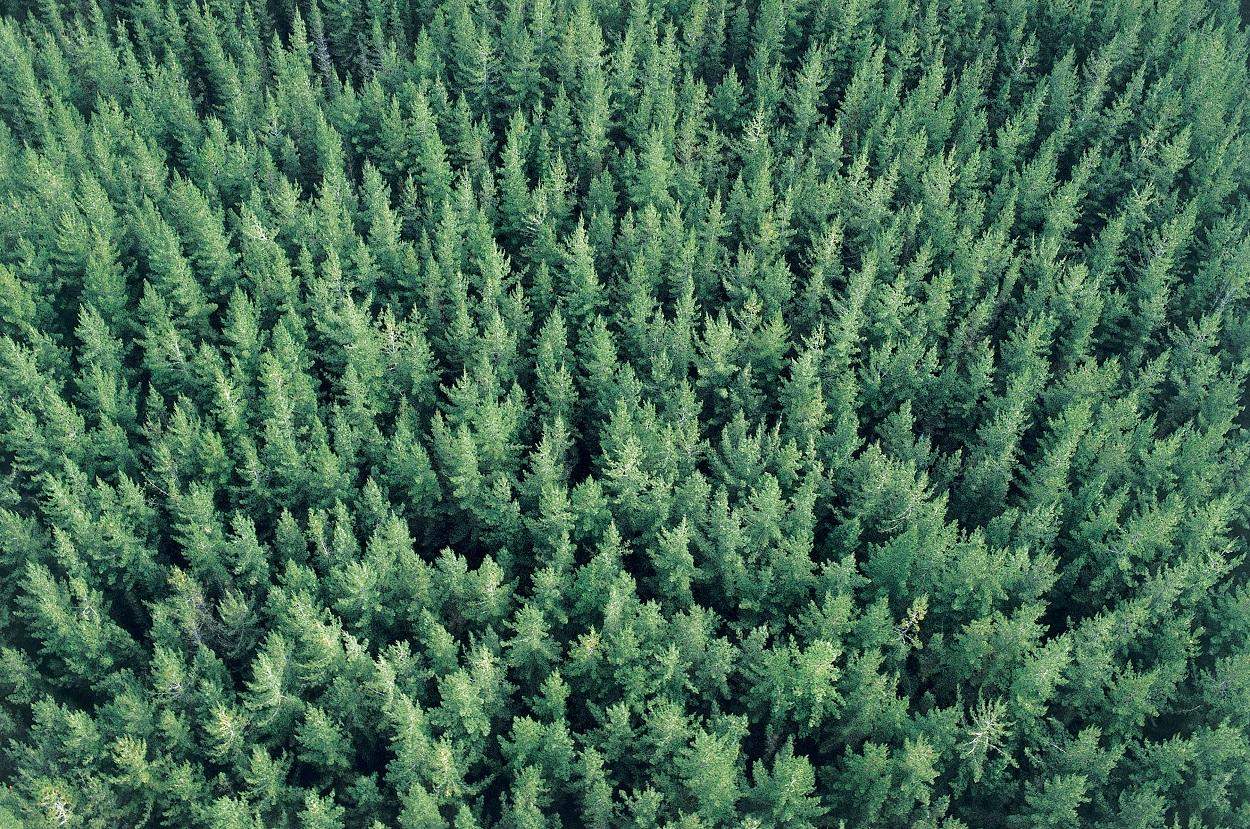Responsible Wood Sourcing