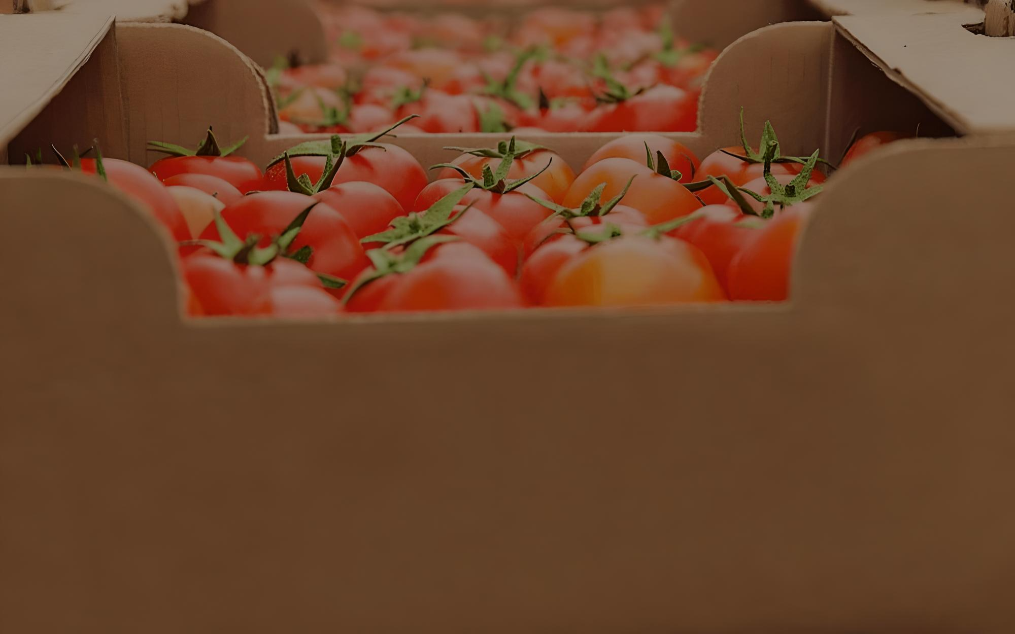 Tomatoes in the cardboard box