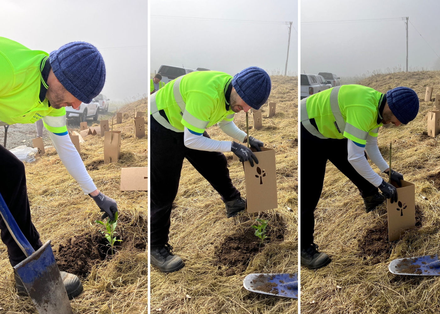 Native planting process