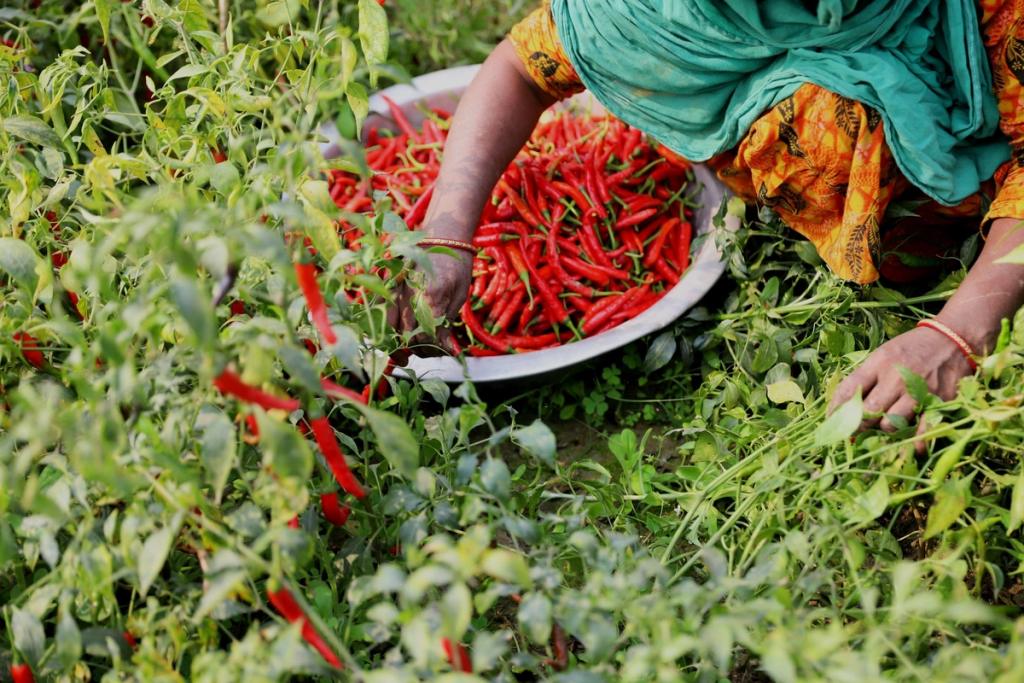 woman picking chilli