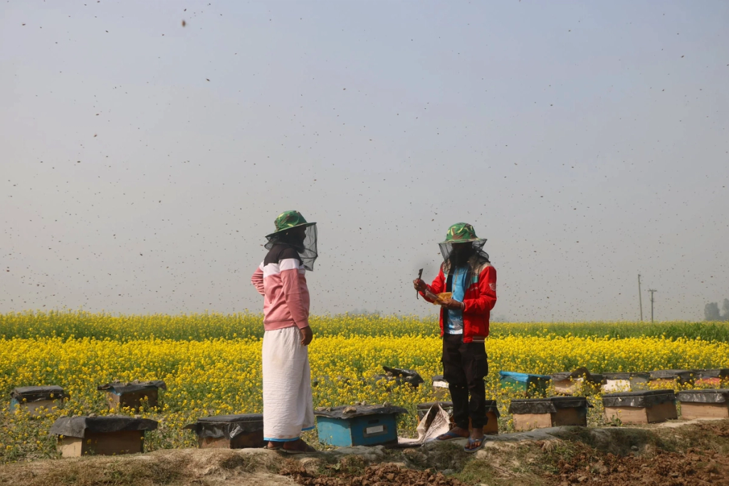 men in fields with honey
