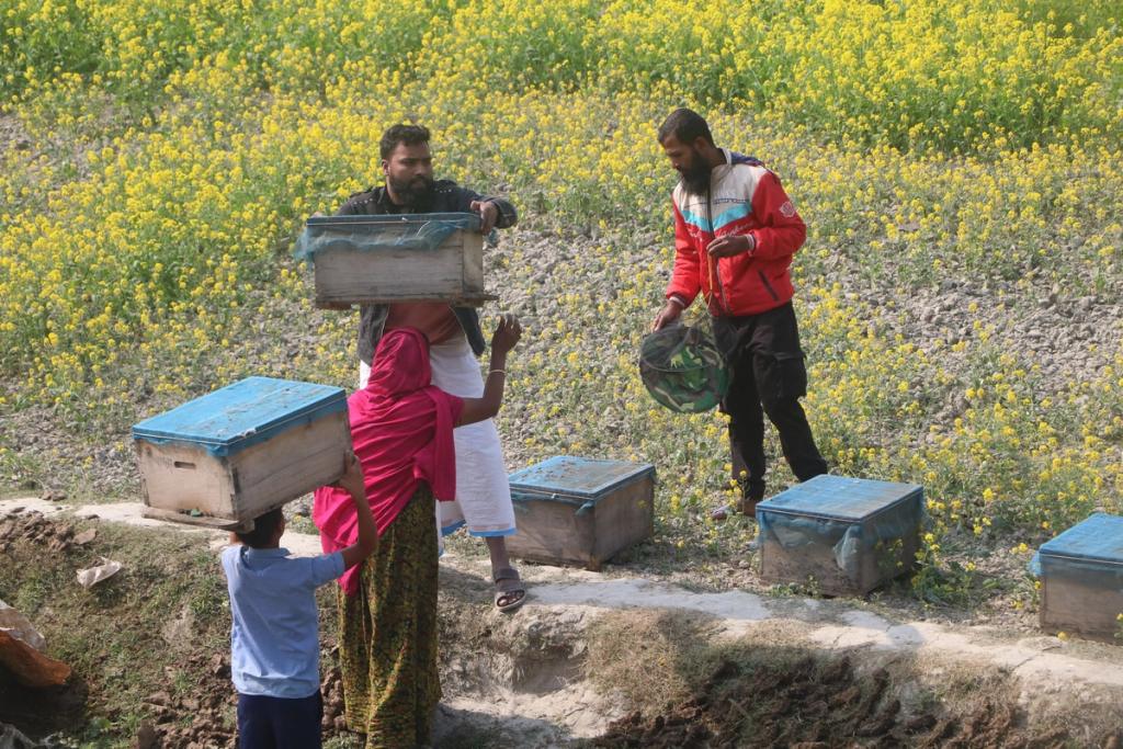 male beekeepers setting up in sirajganj
