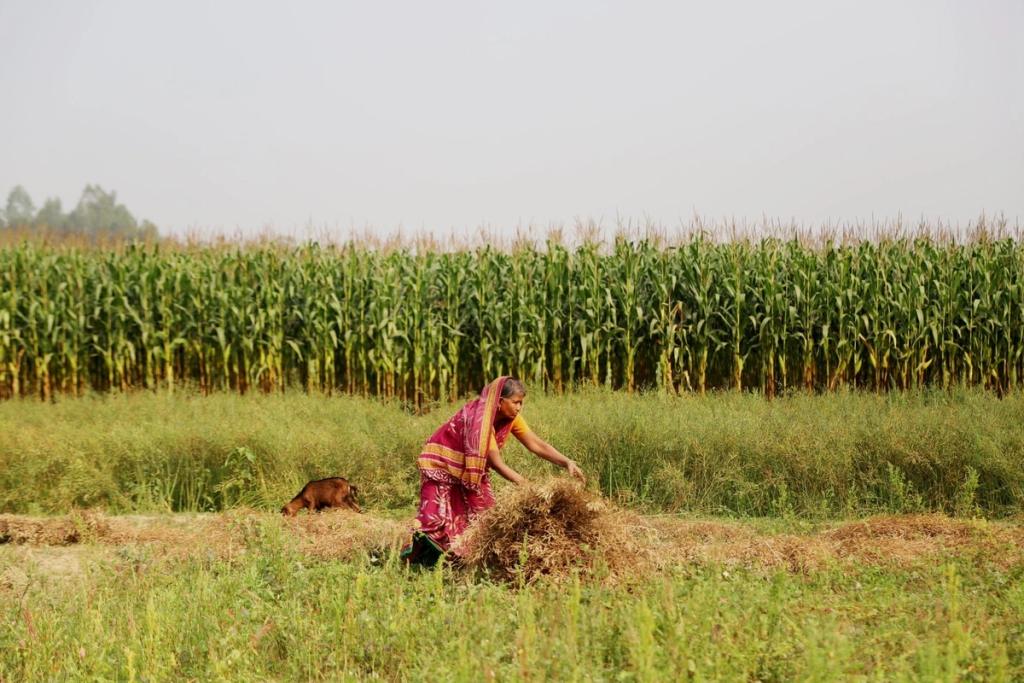 Woman working in the fields of Bangladesh