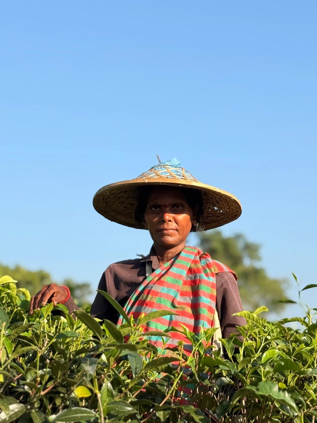woman tea picker in garden in Bangladesh