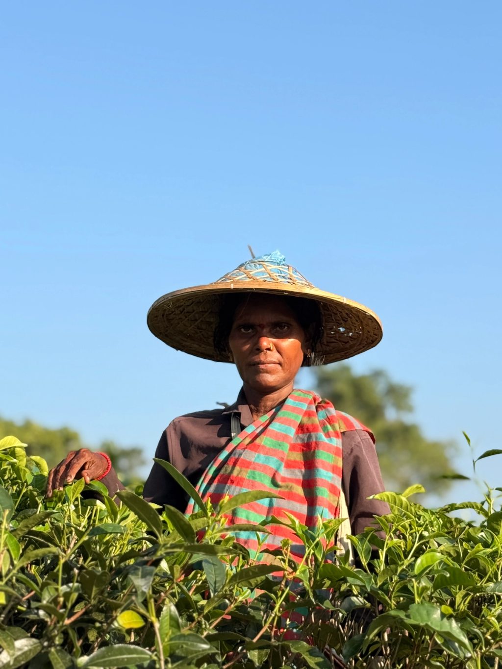 woman tea picker in garden in Bangladesh