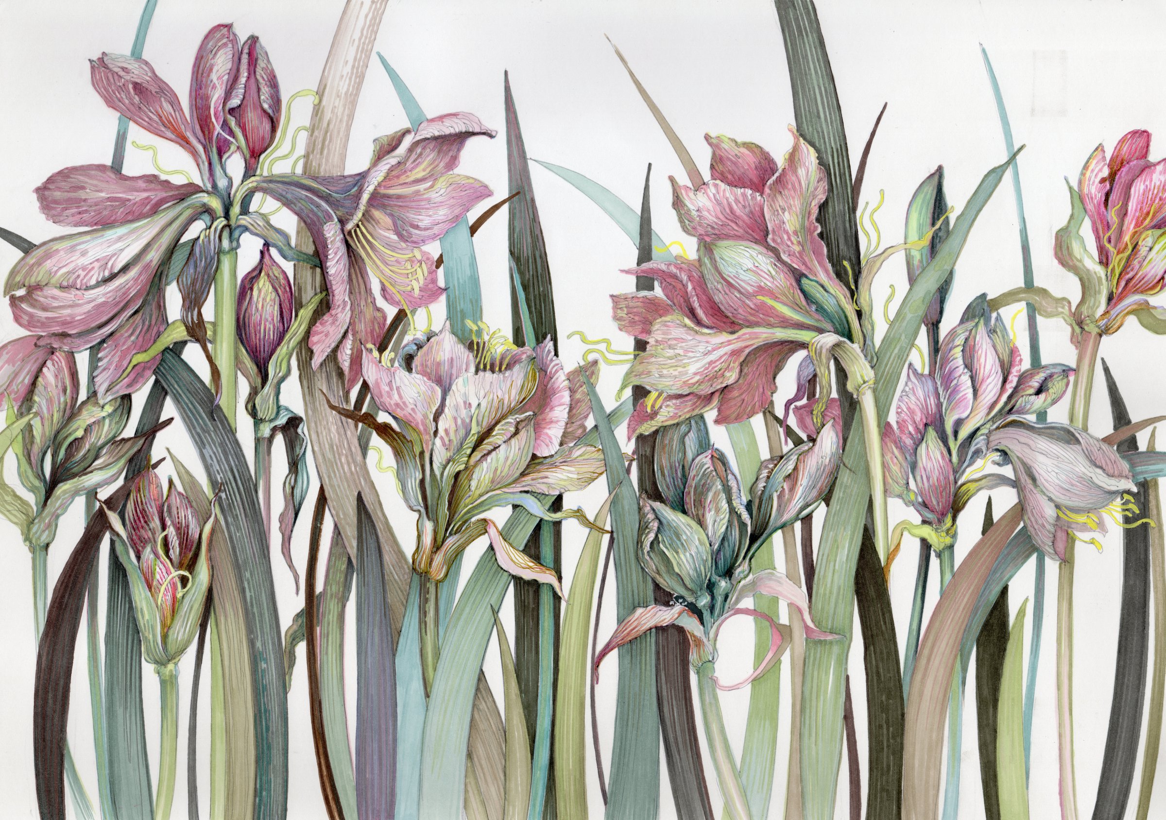 Painting of Amaryllis Flowers