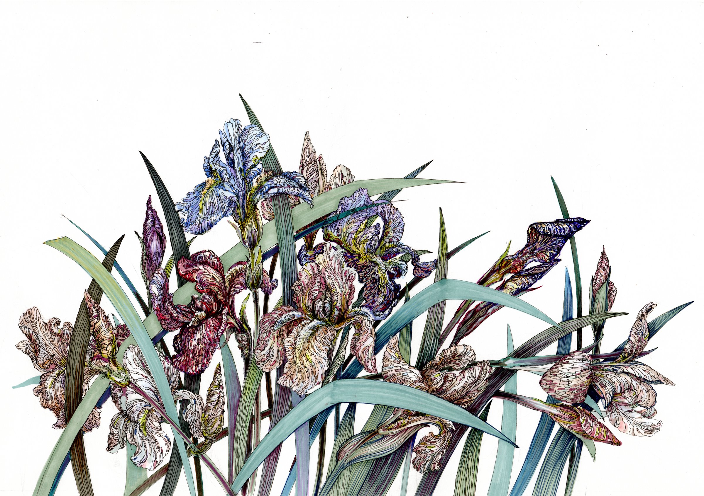 Iris Flowers