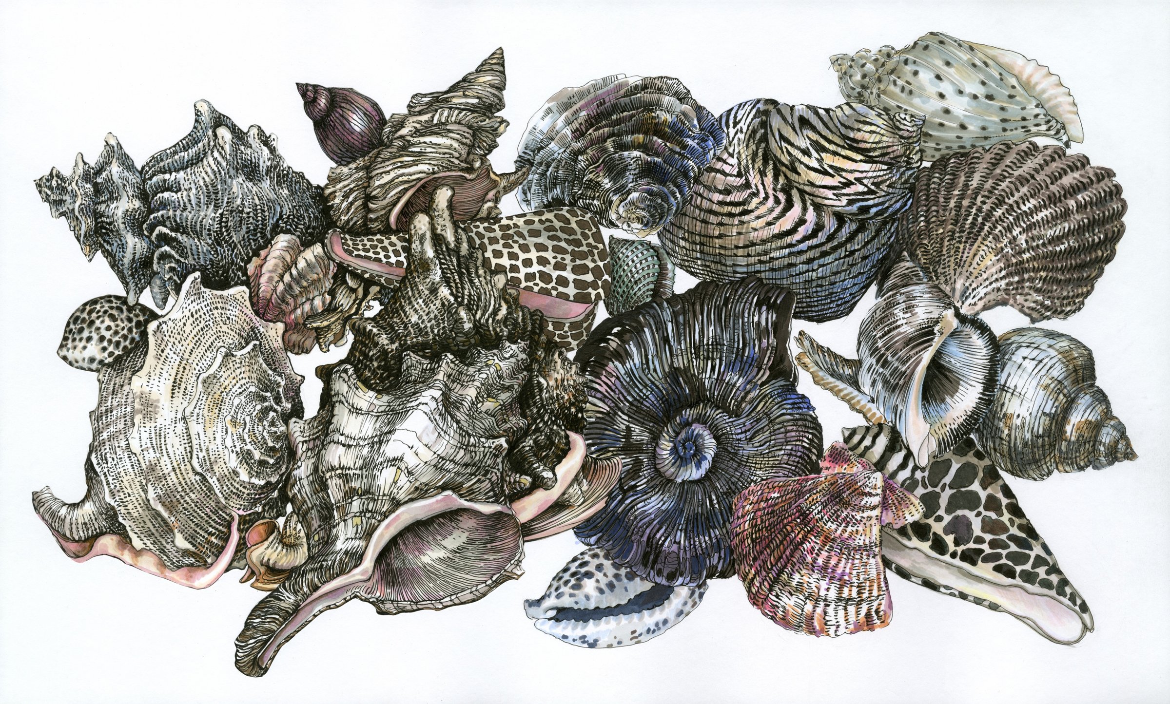 Painting of Collection of Shells