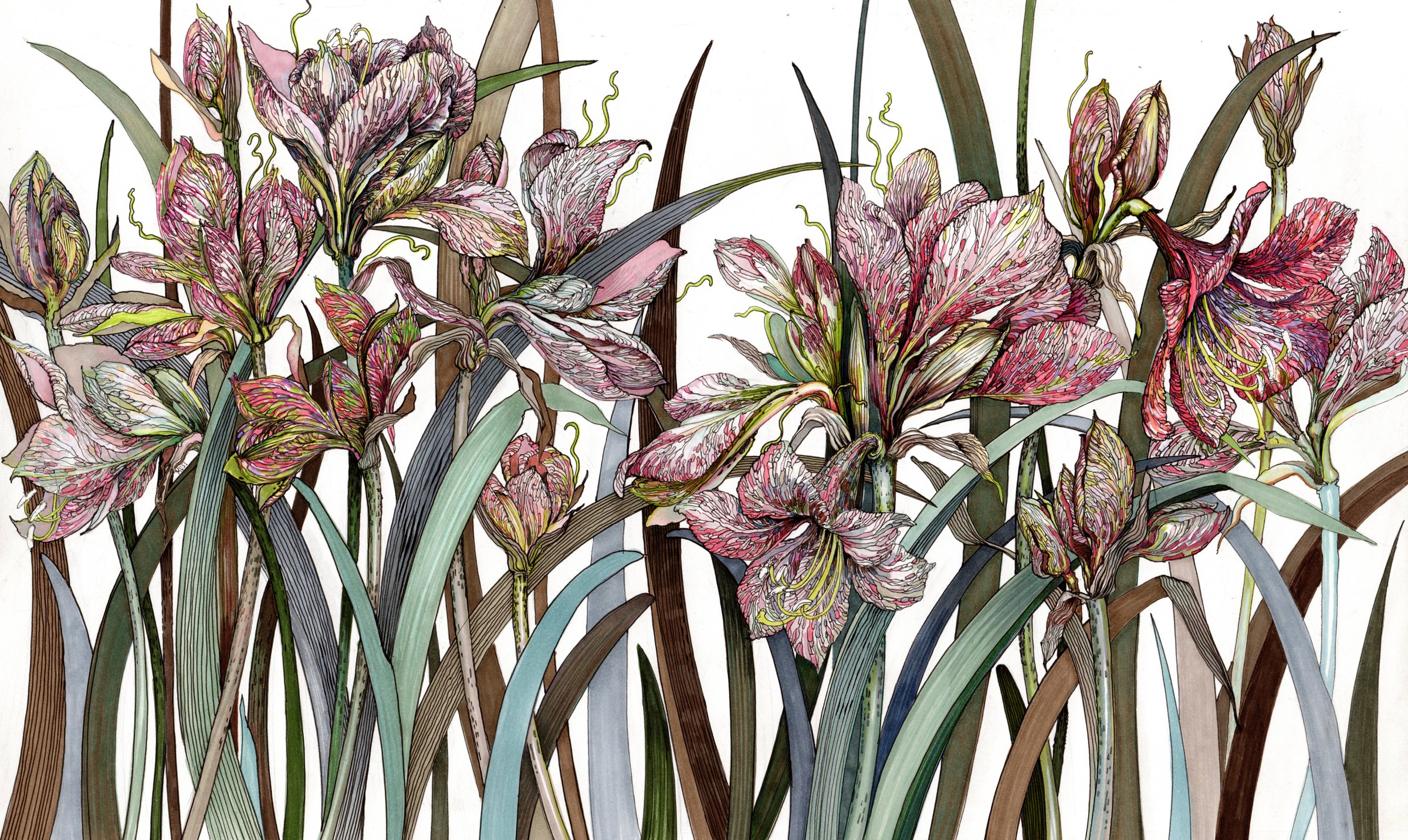Painting of Amaryllis Flowers