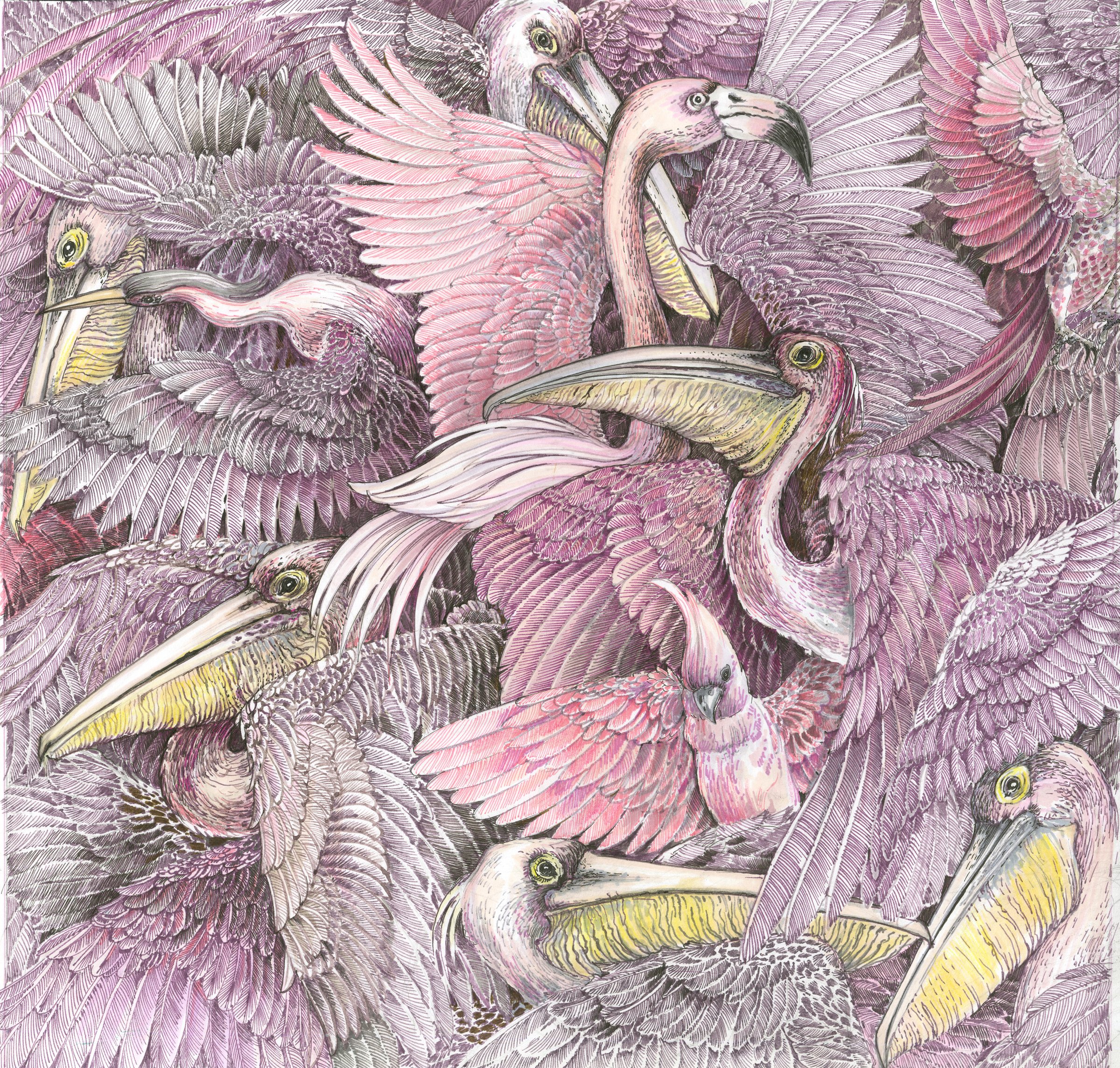 Pink Pelicans