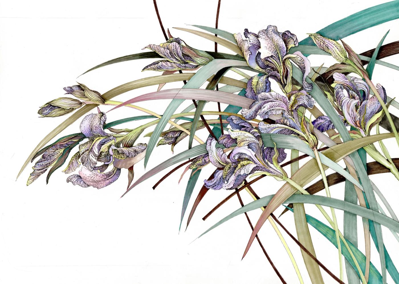 Iris Flowers In The Wind