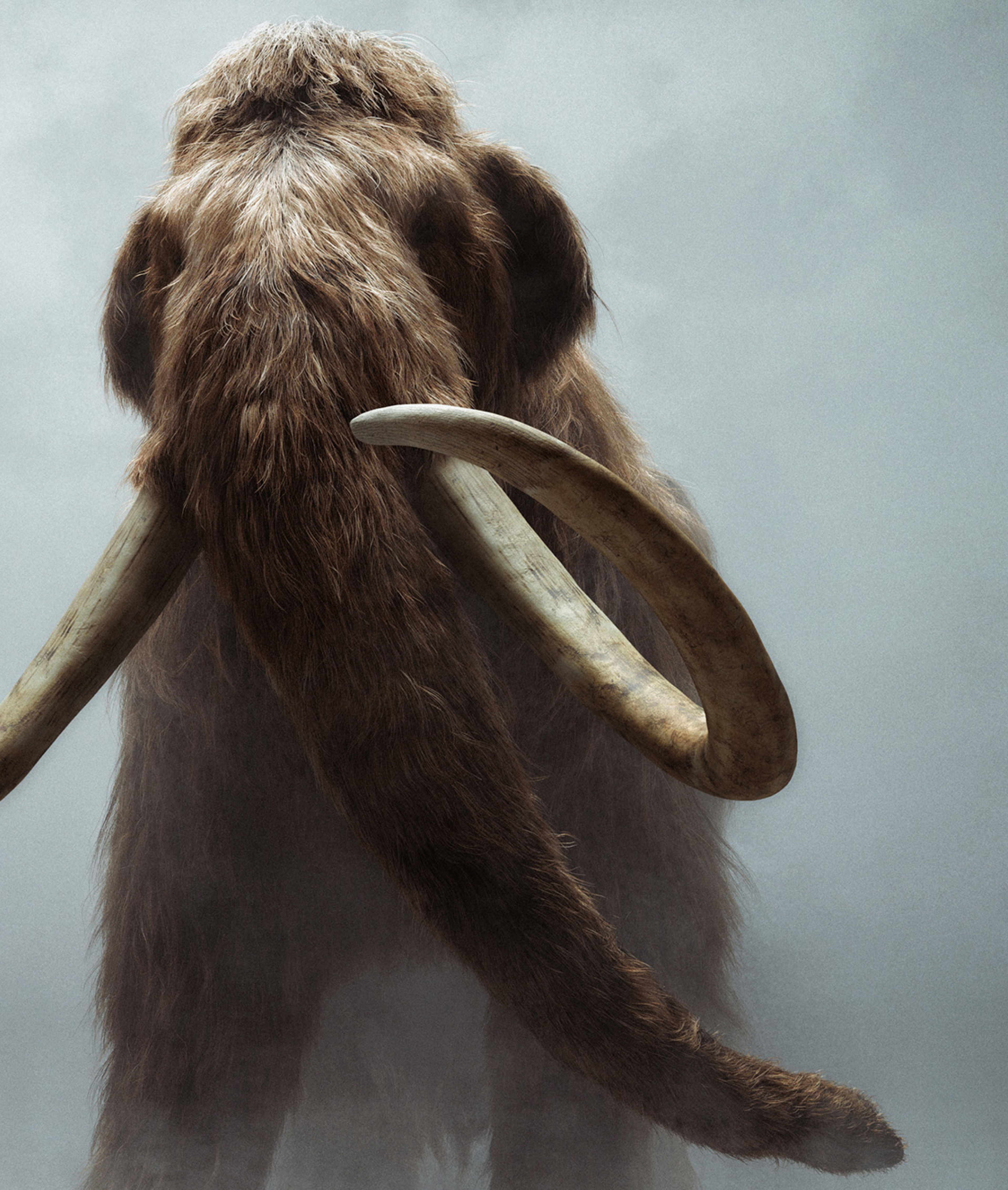 Woolly Mammoth