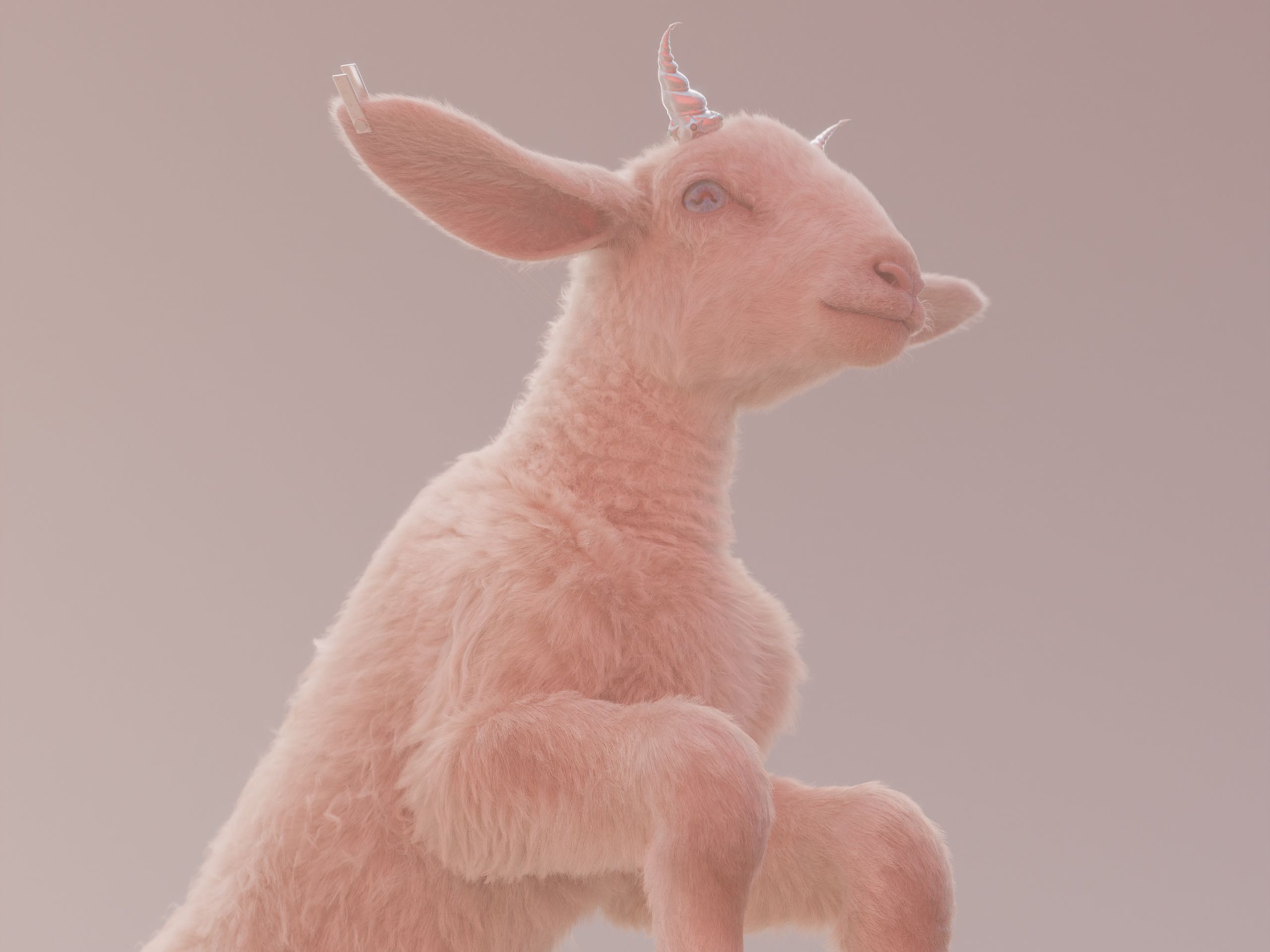 news photo lamb