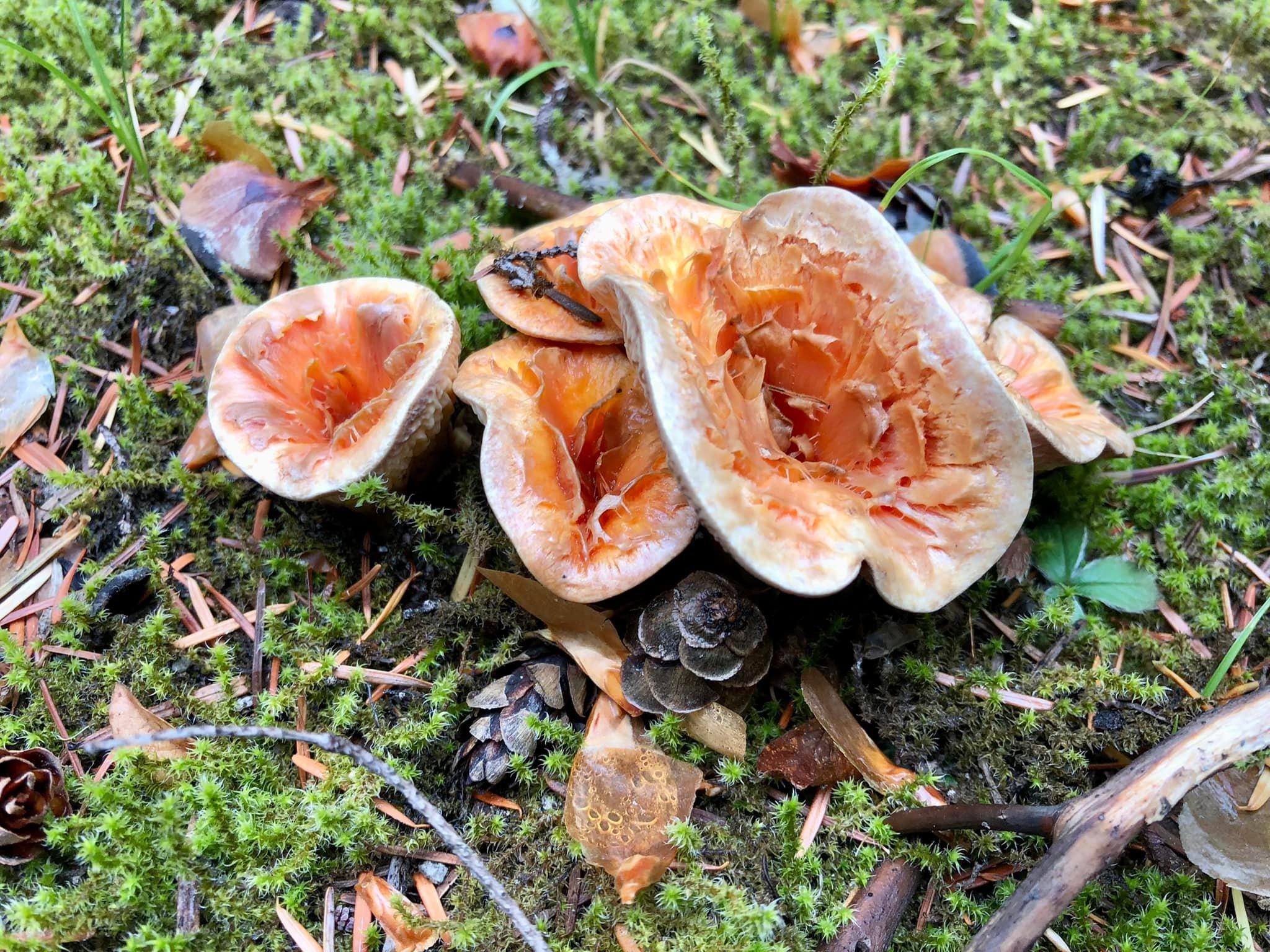 Colorful mushrooms in the fall