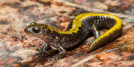 Long toed salamander