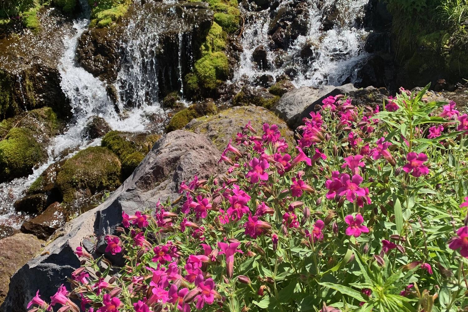 Mount St. Helens in spring