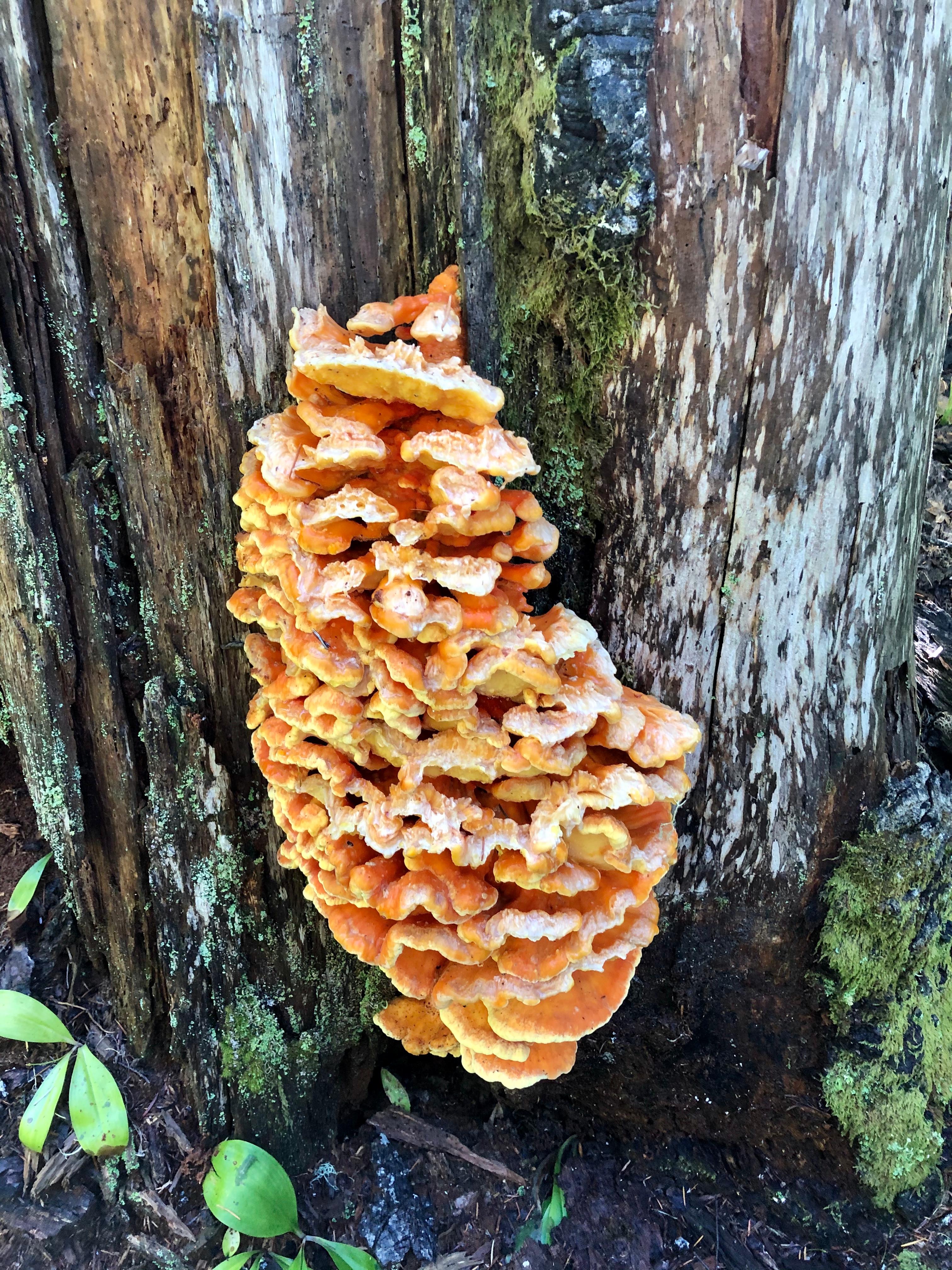 Colorful fall mushrooms growing on a tree