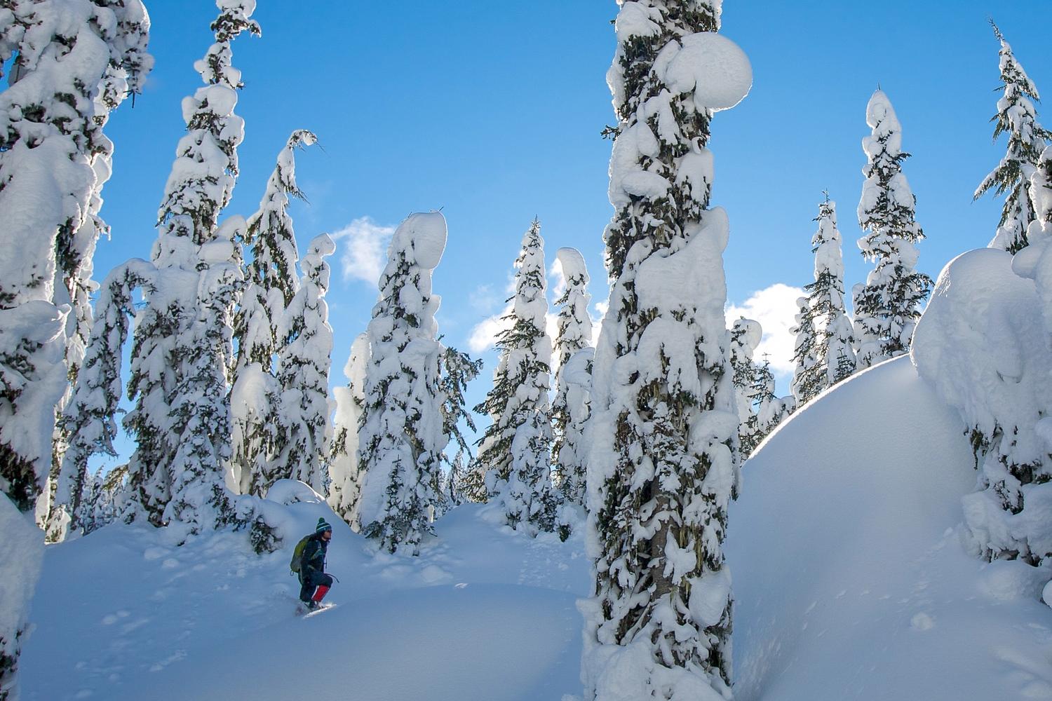 Person snowshoeing through snow-laden trees at Mount St. Helens
